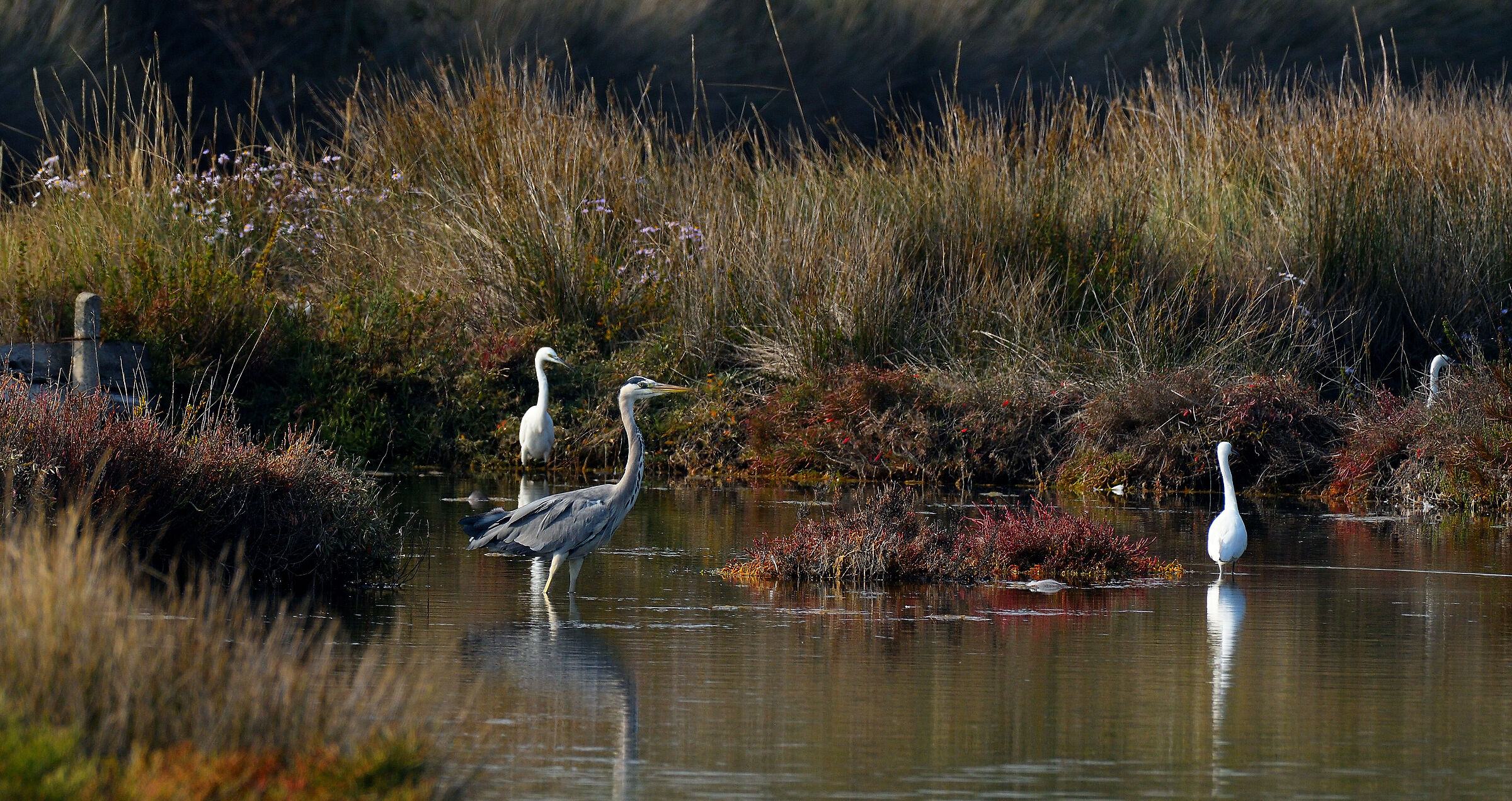 Grey heron and egrets...