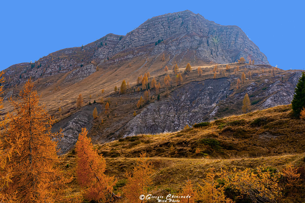 Cima Venegia and its autumn colors...