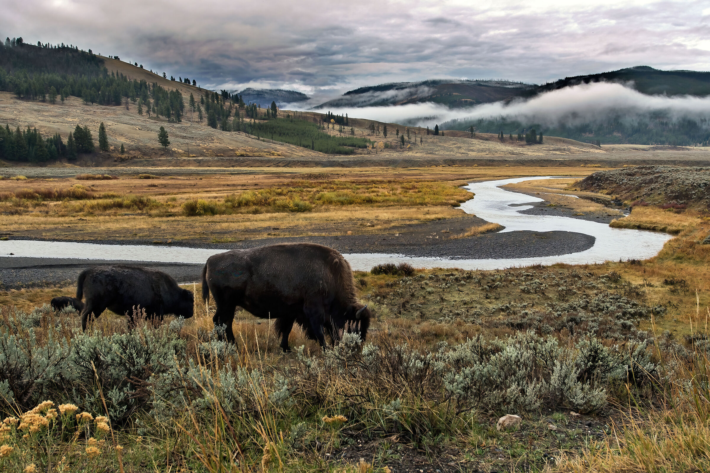 Bisonti (Bison bison), Buffalos...