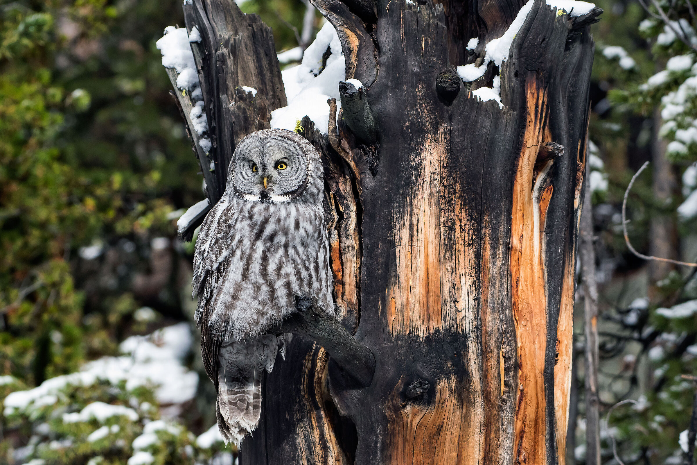Lapland Owl (Strix nebulosa), Great Grey Owl...