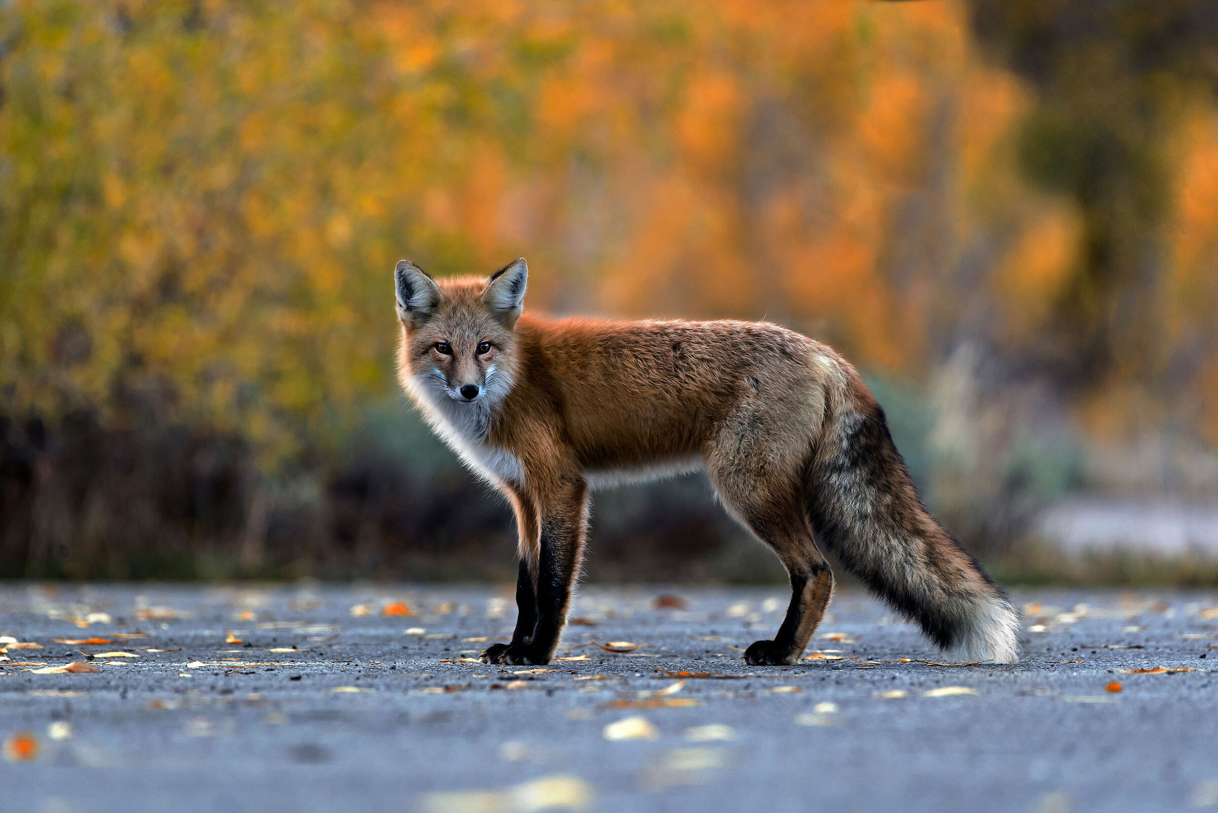 Volpe (Vulpes vulpes), Red Fox...