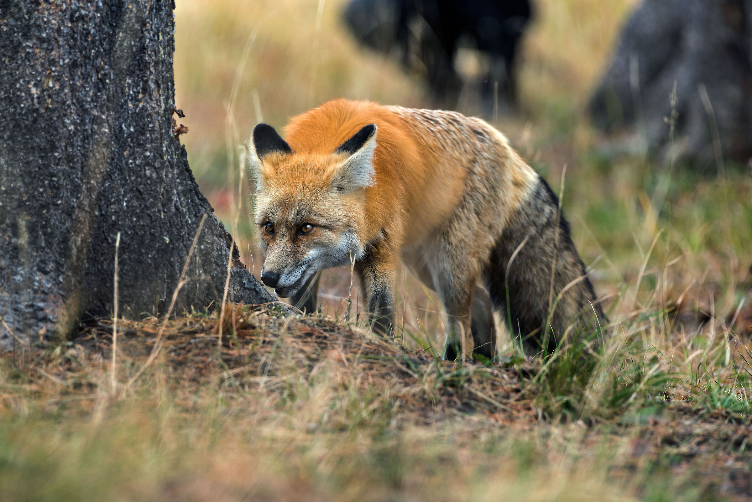 Volpe (Vulpes vulpes), Red Fox...