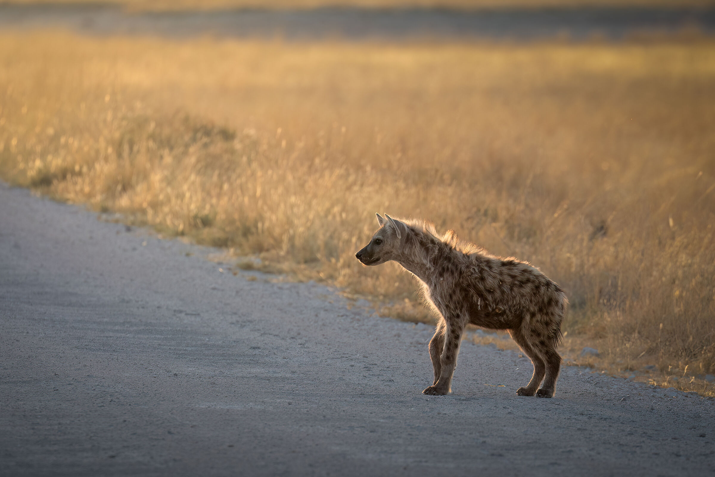 Spotted hyena...