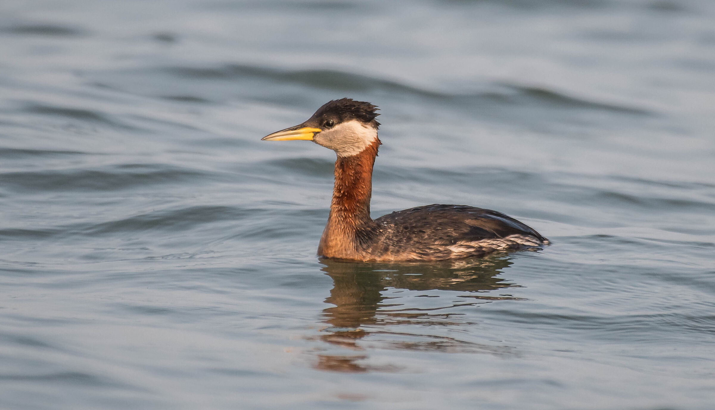 red-necked grebe...