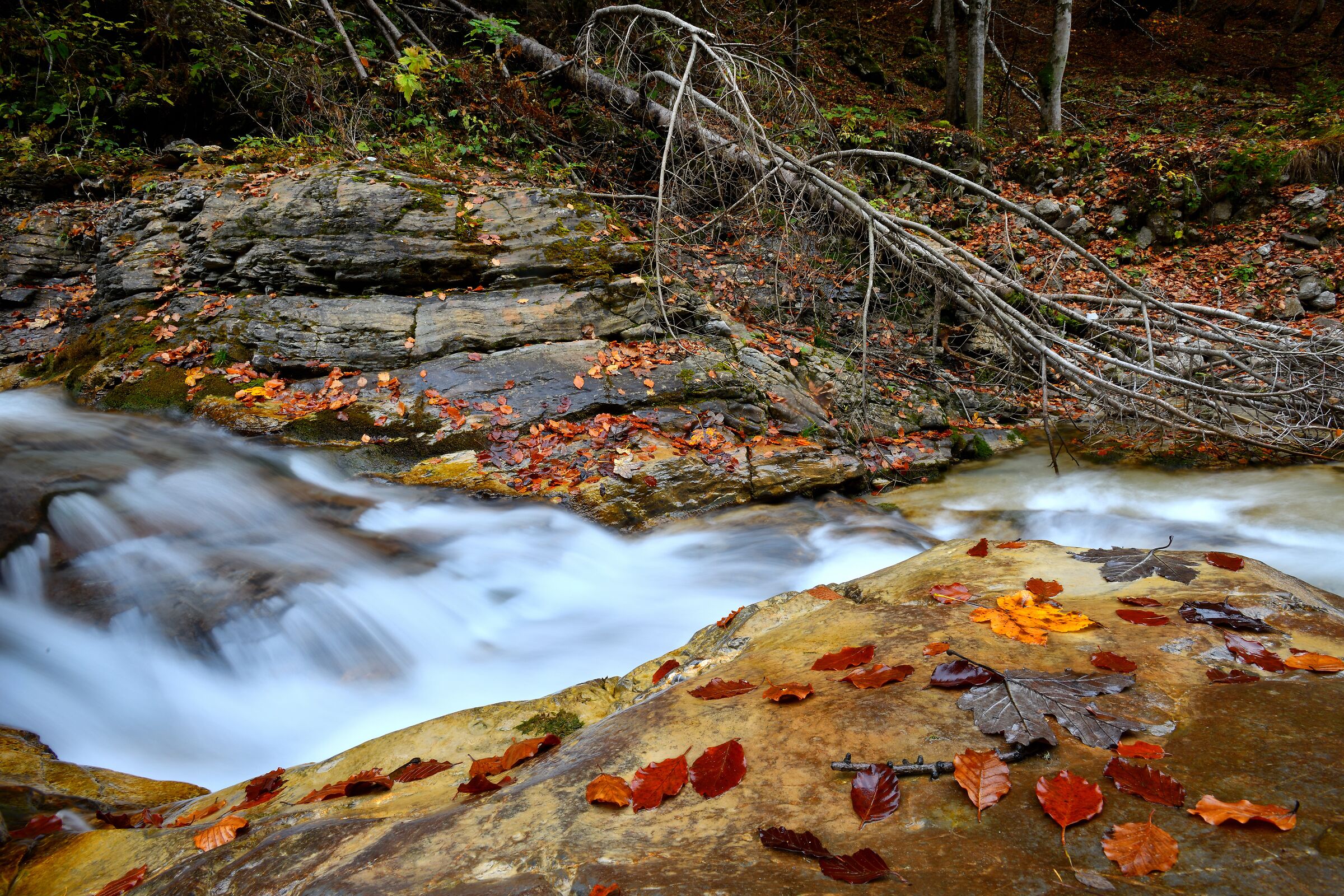 Autumn along the stream......