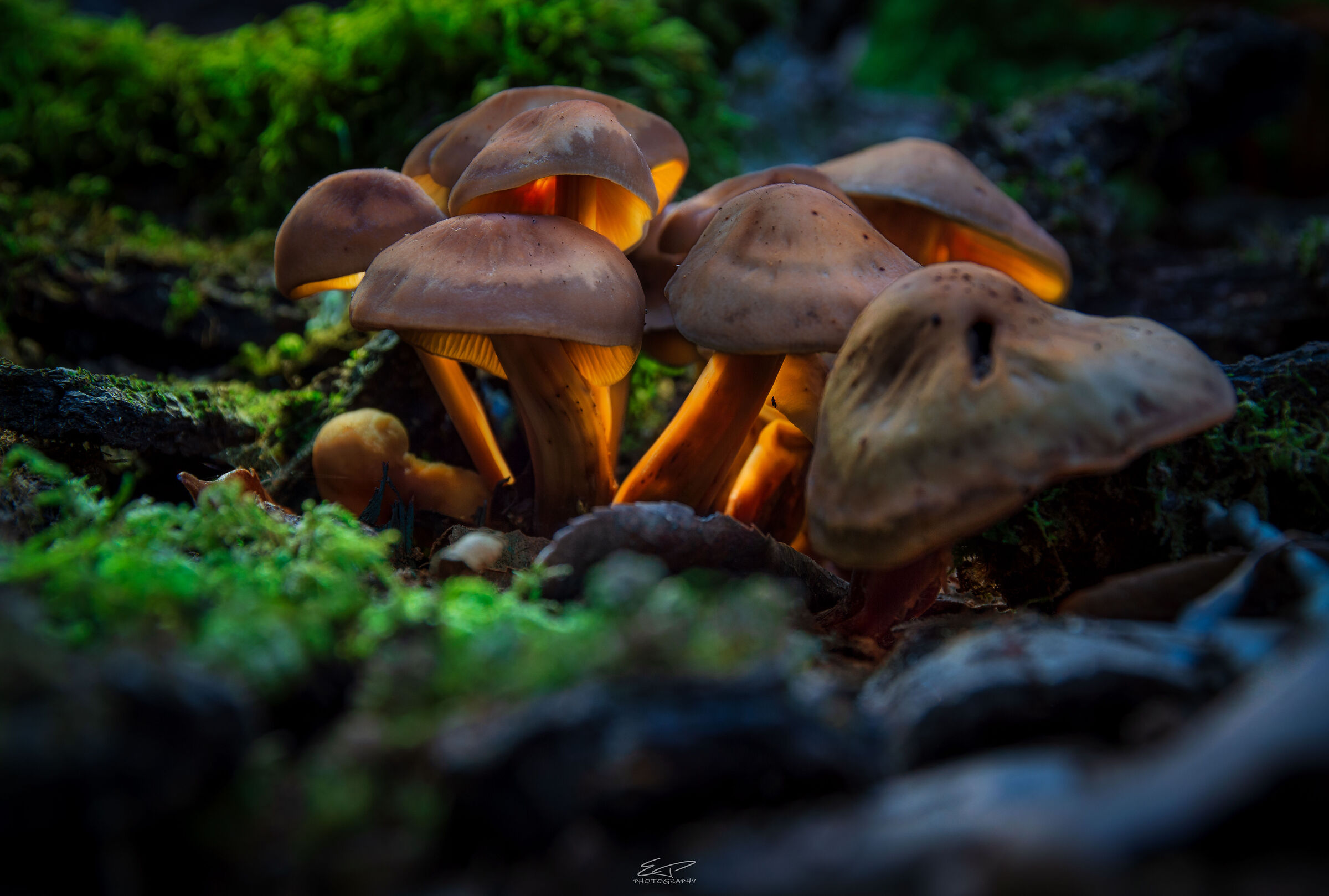 Glowing Mushrooms....