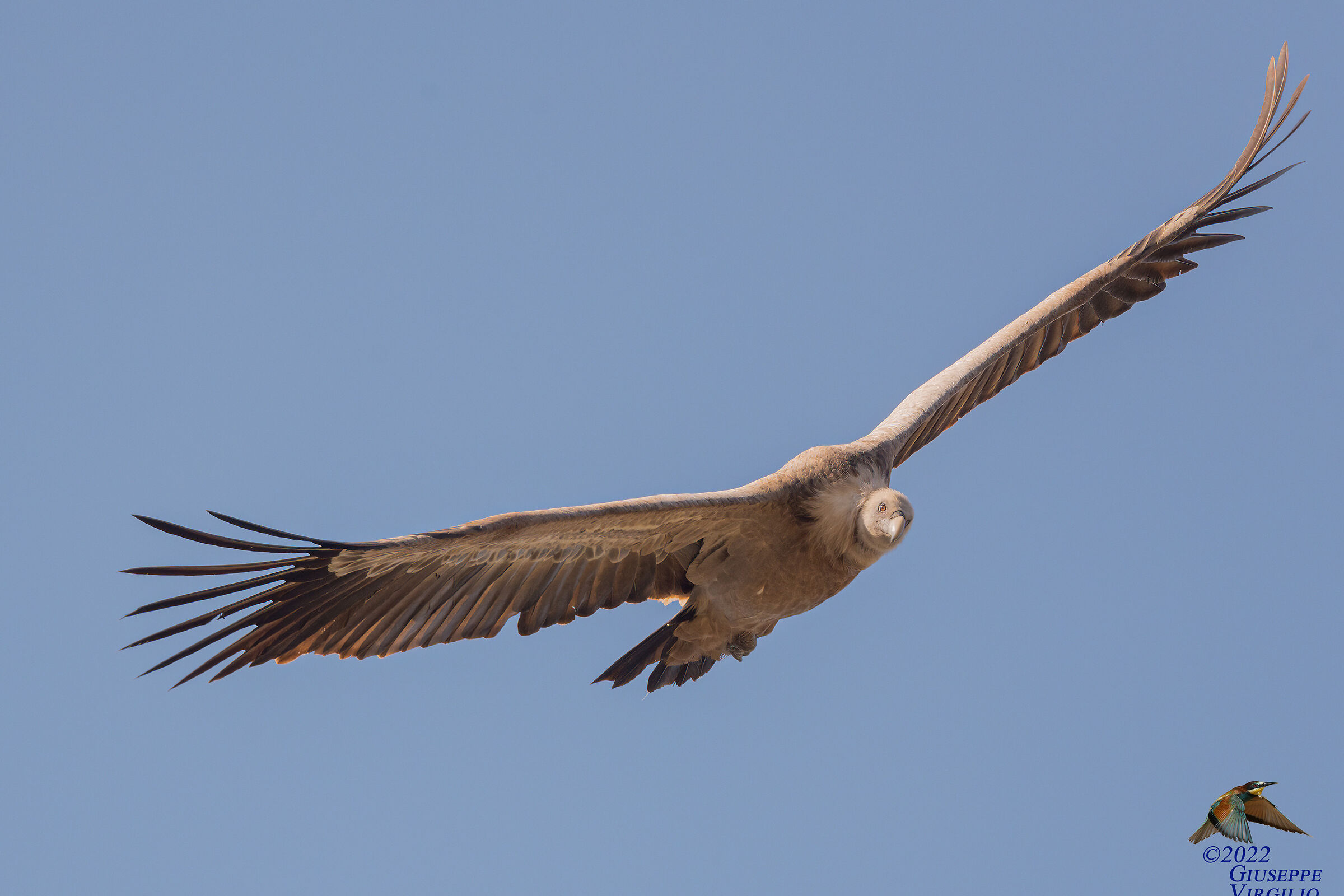 Griffon vulture - fulvus (Linnaeus, 1758) (Sardinia 2022)...