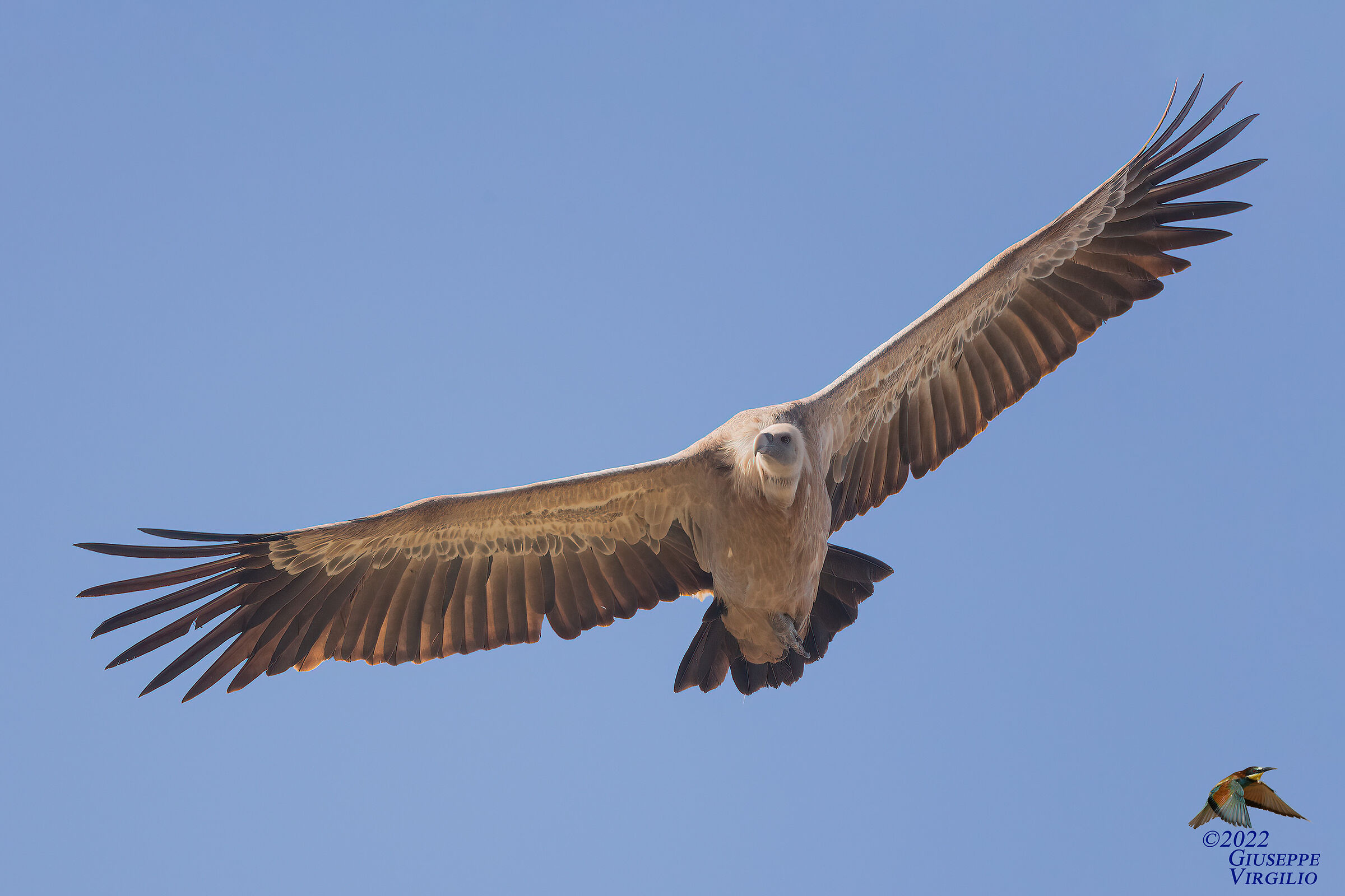 Griffon vulture - fulvus (Linnaeus, 1758) (Sardinia 2022)...