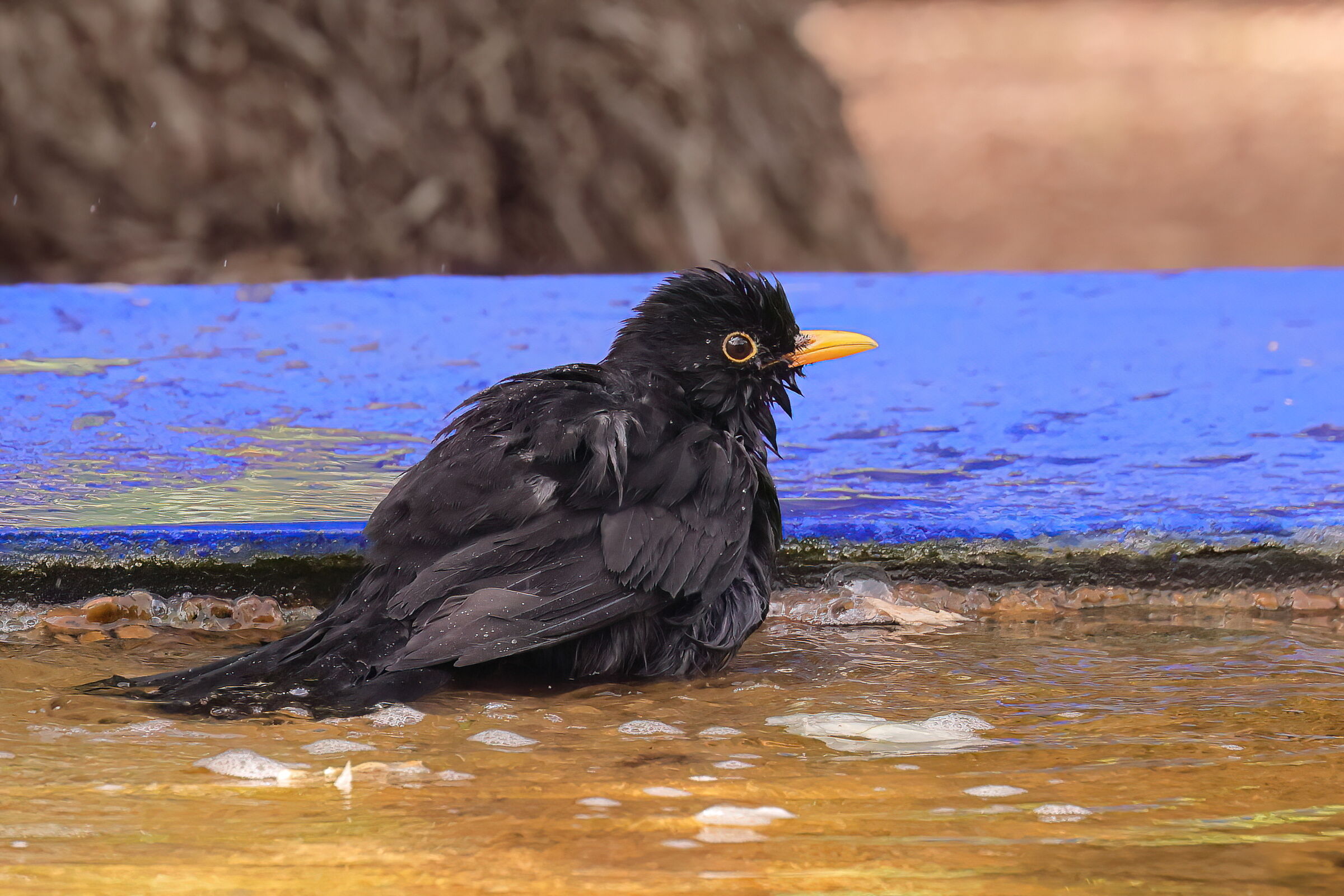 A blackbird in Marrakech...