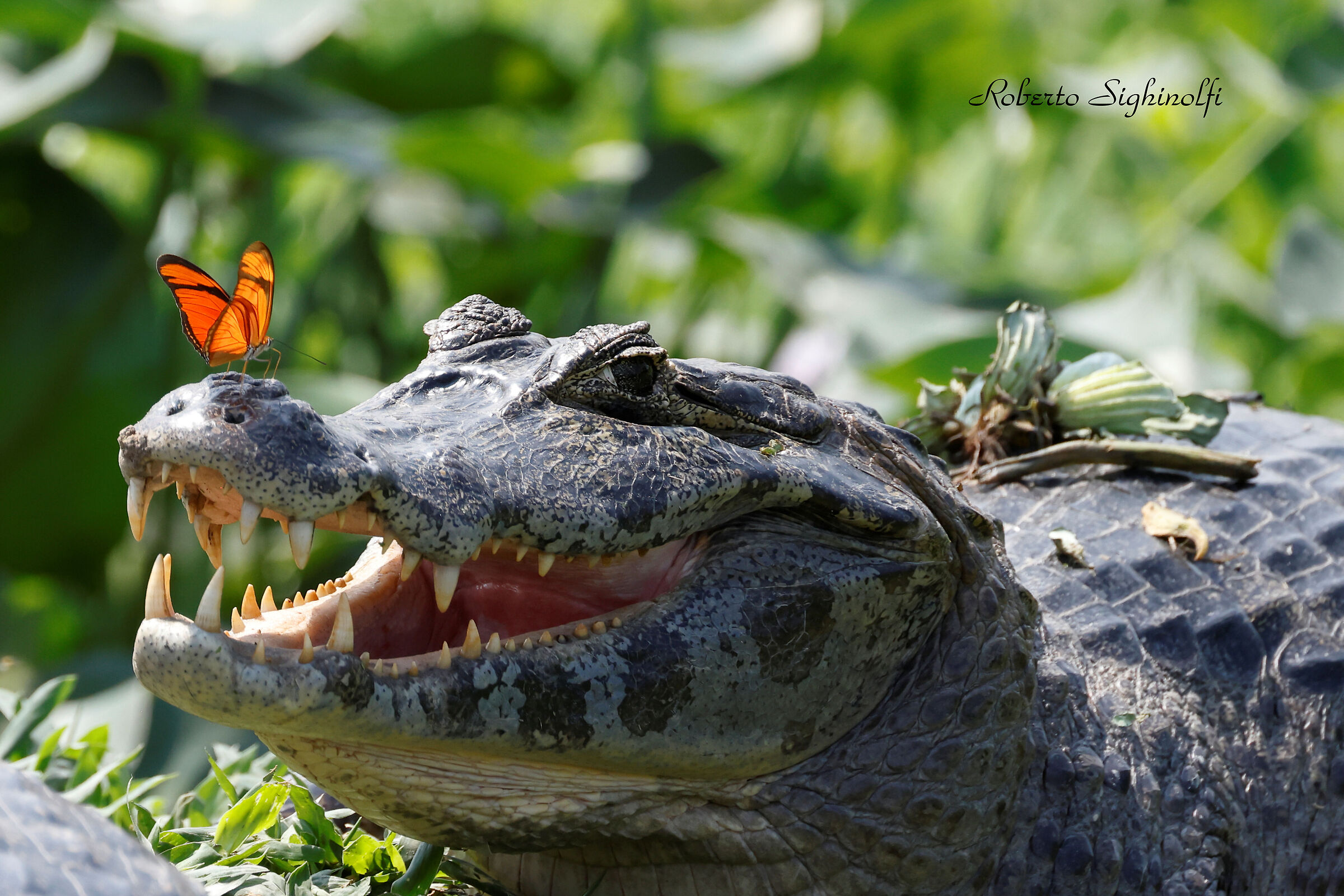 Face-to-face caiman with beautiful butterfly...