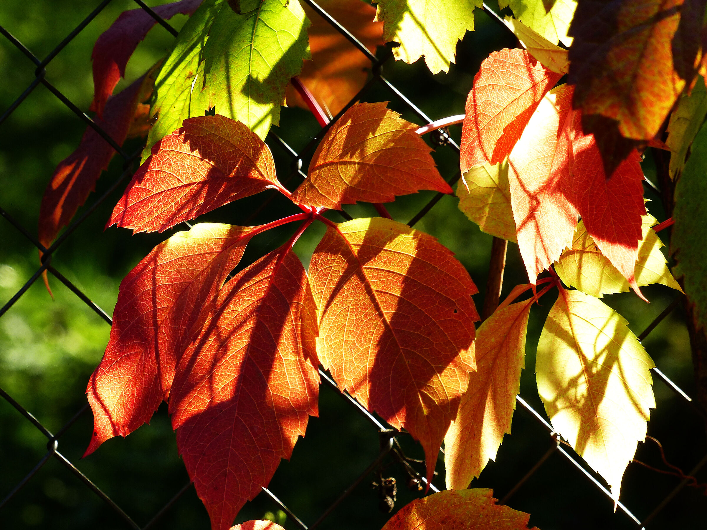 fence in autumn...
