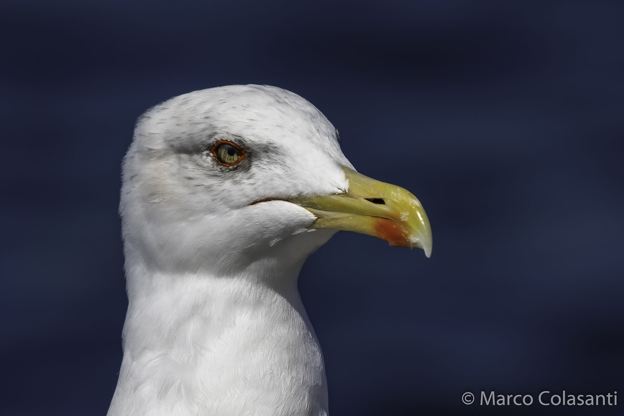 Portrait of Herring Gull...