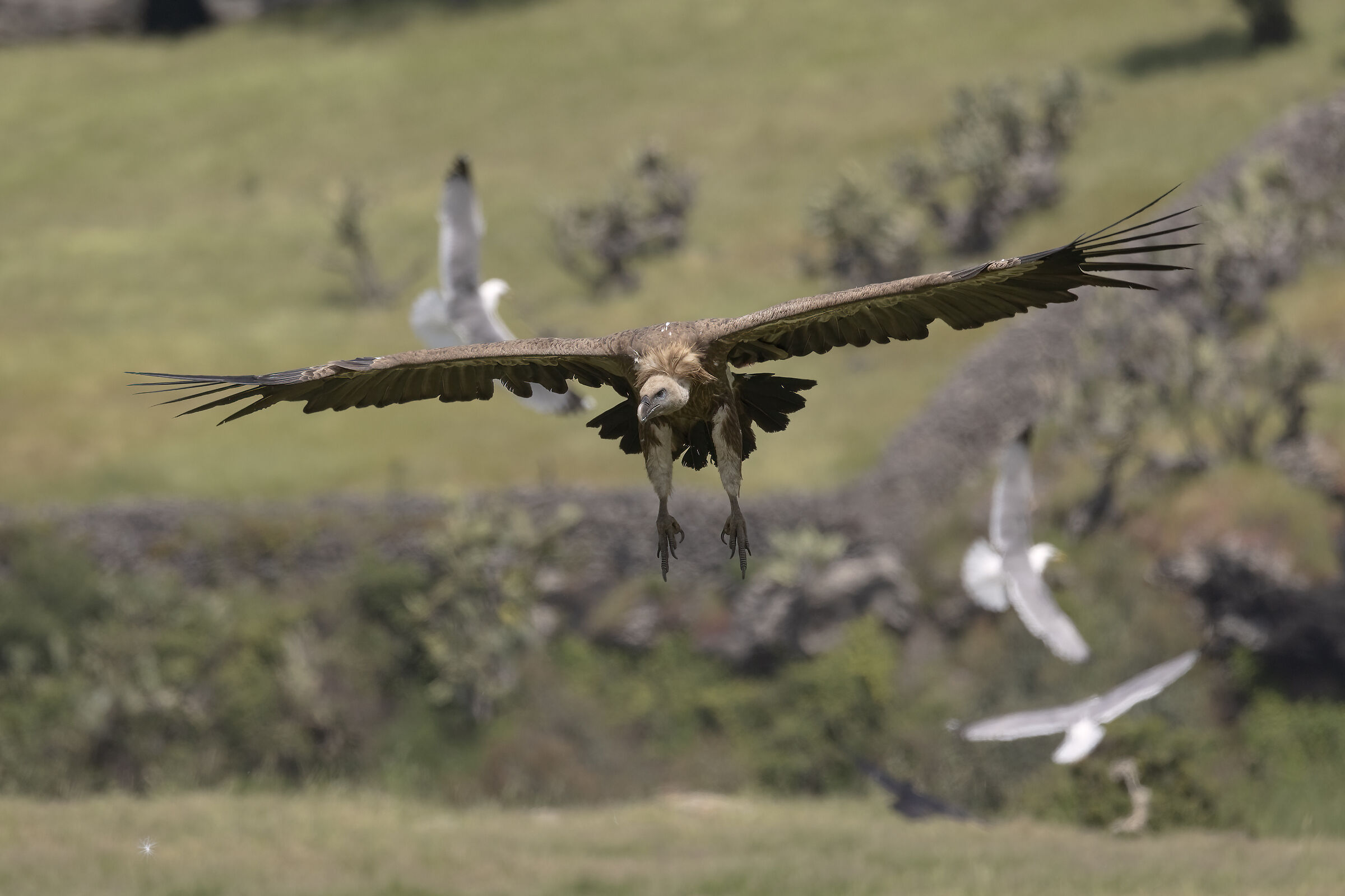 Griffon vulture...