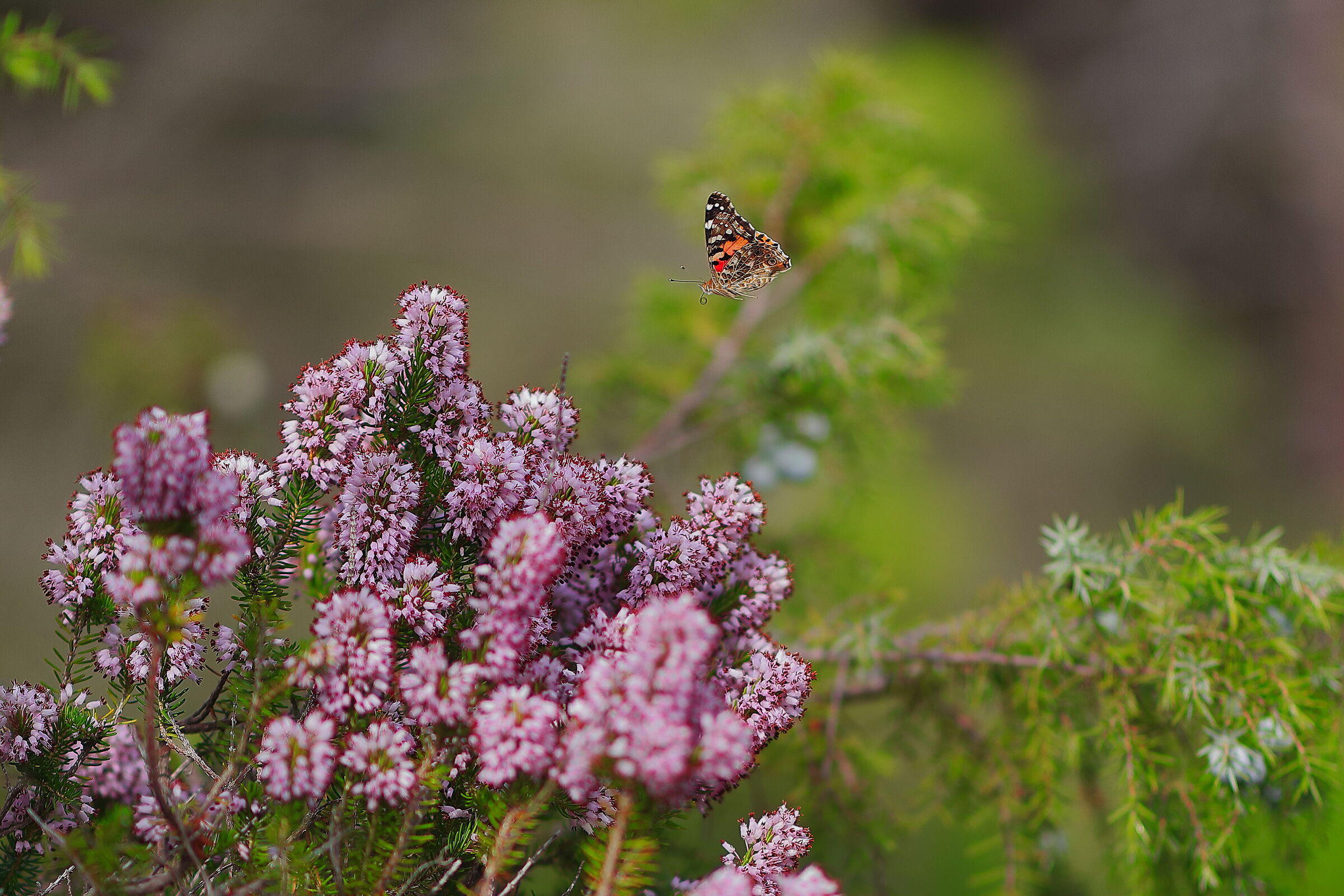Butterfly rests on heather flowers...