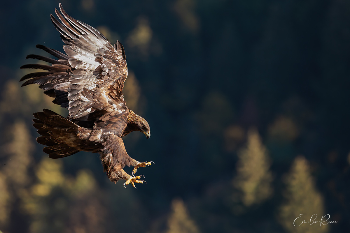 golden eagle -Italian Alps-...