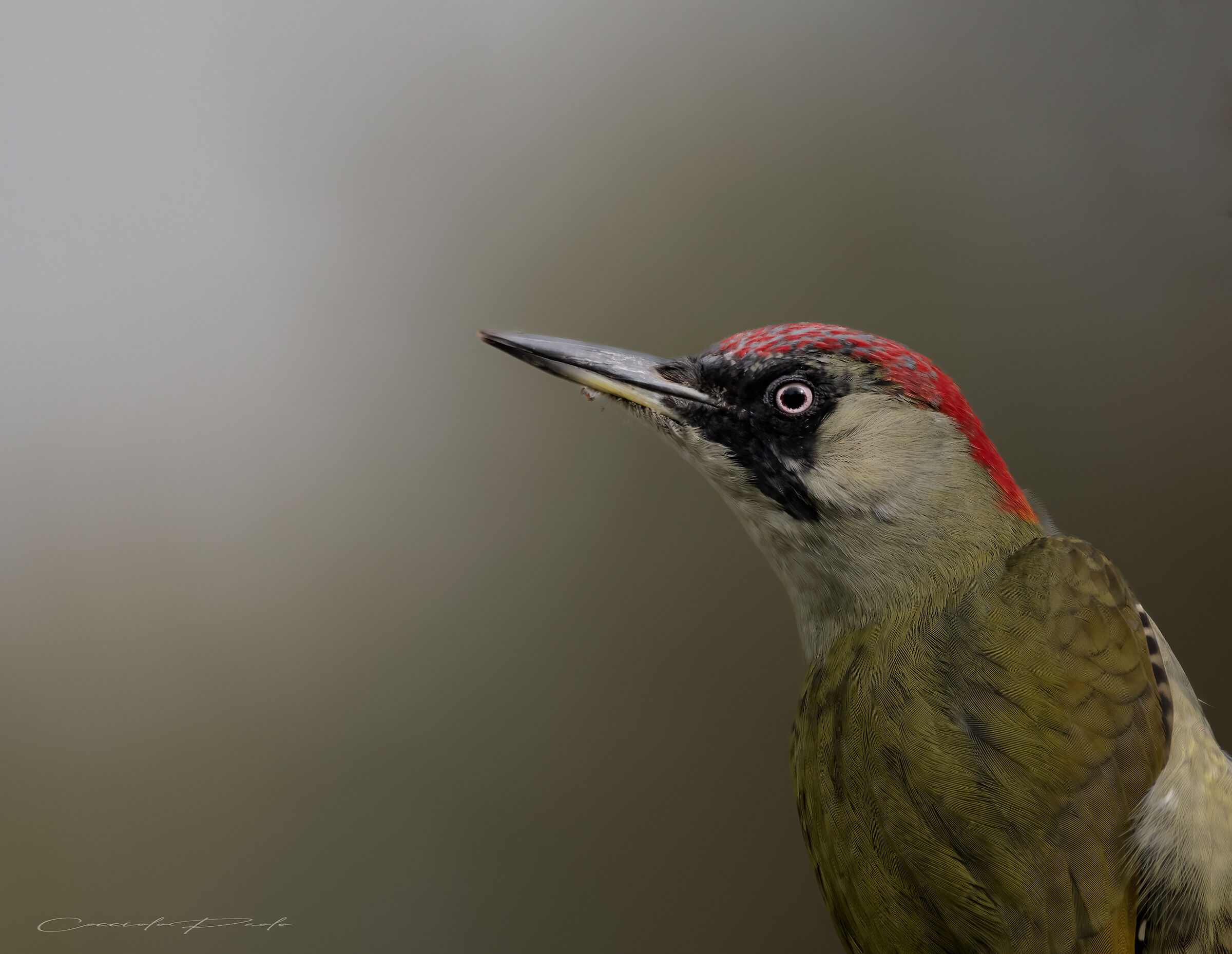 Female green woodpecker...