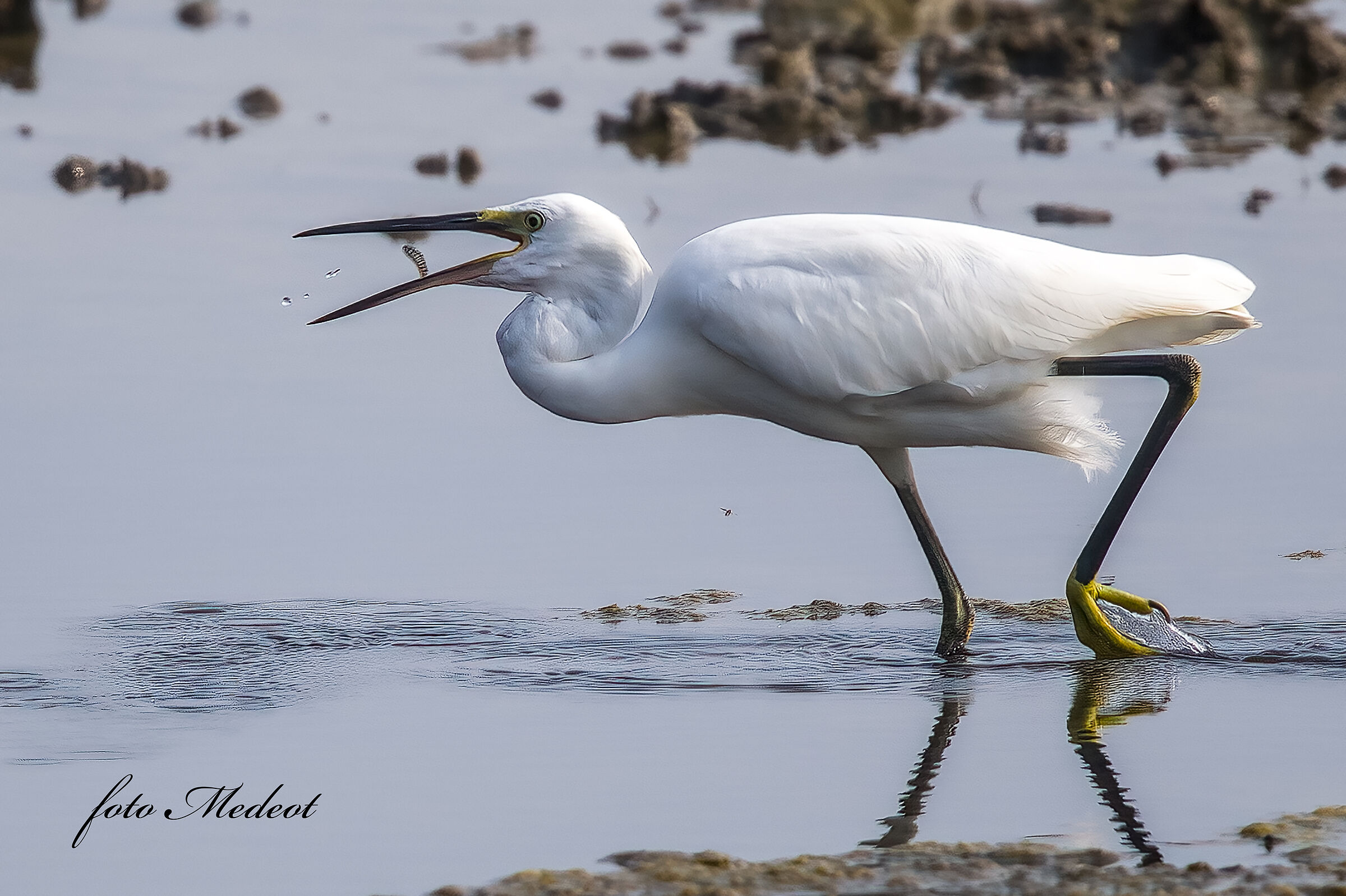 Egret with fish...