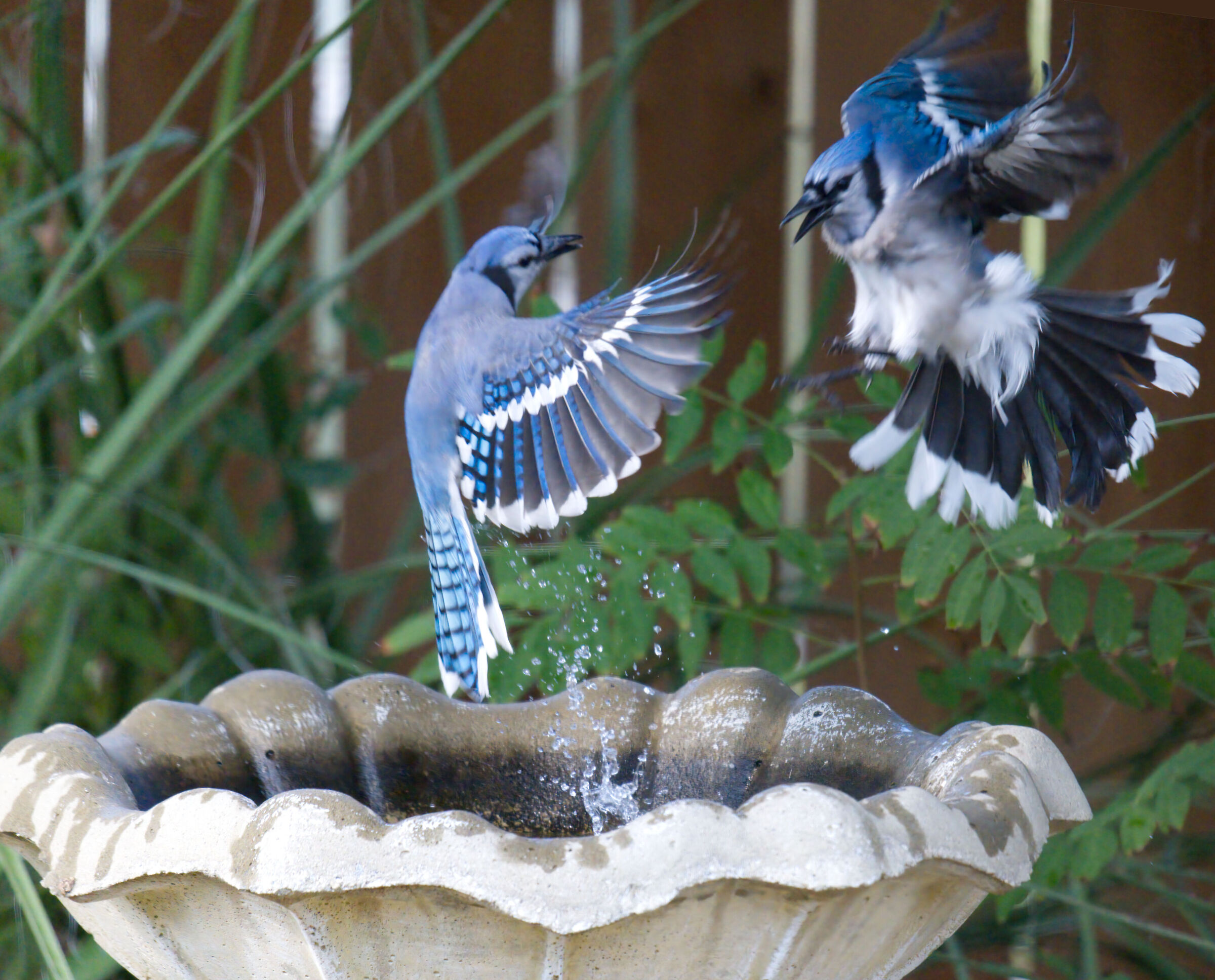 Young Blue Jay's games...