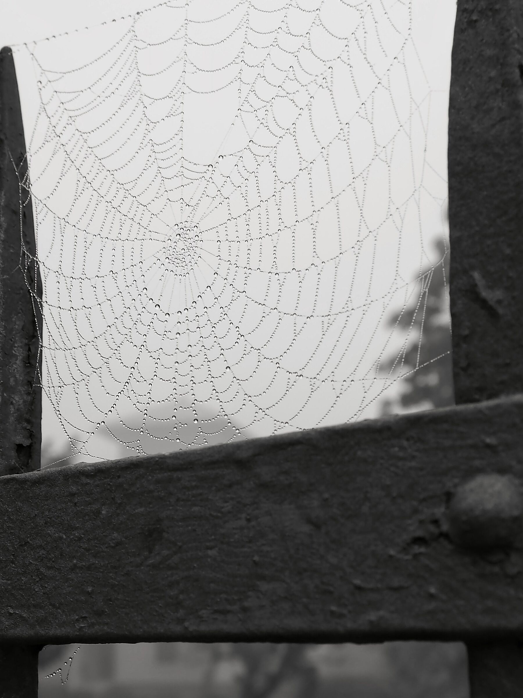 Spider web...