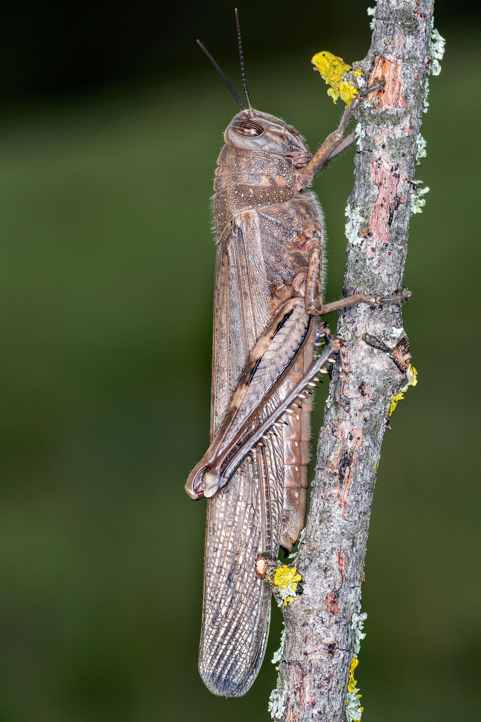 Locusta egiziana (Anacridium aegyptium)...