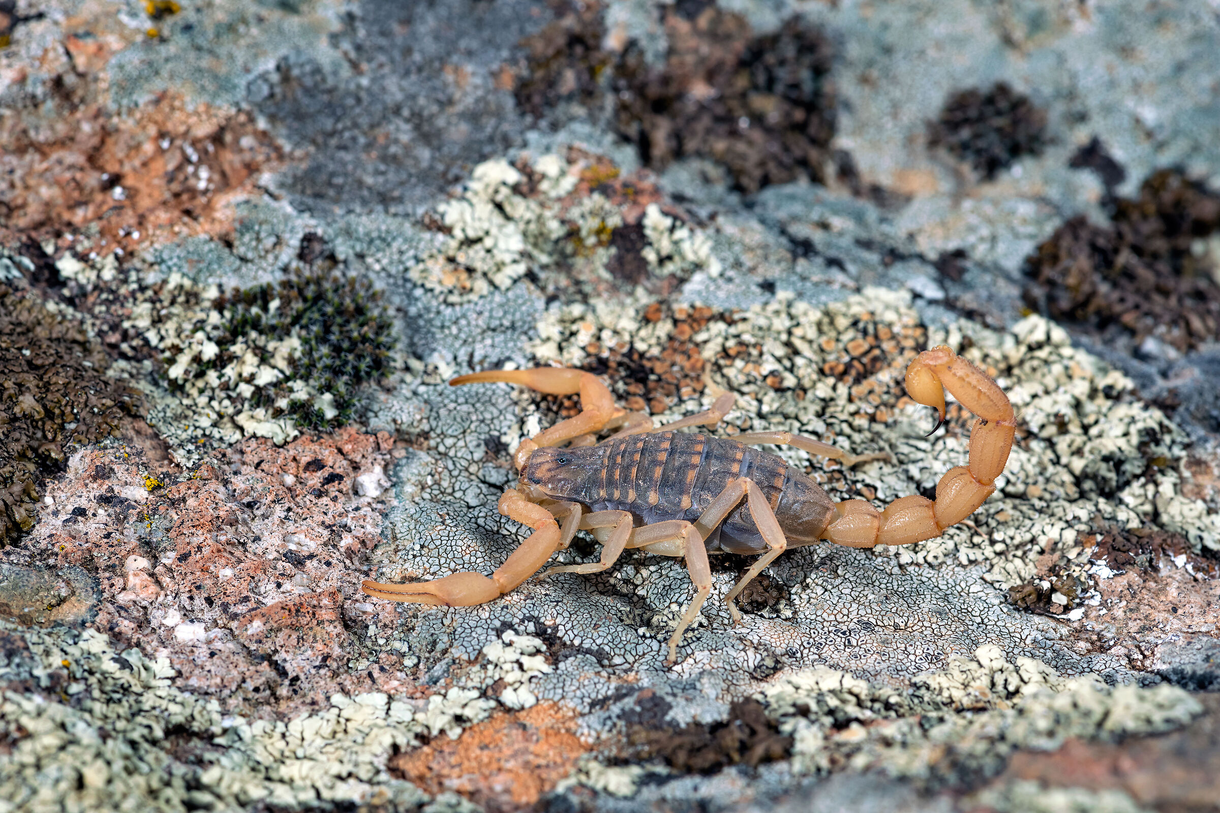 Scorpione (Aegeobuthus gibbosus)...