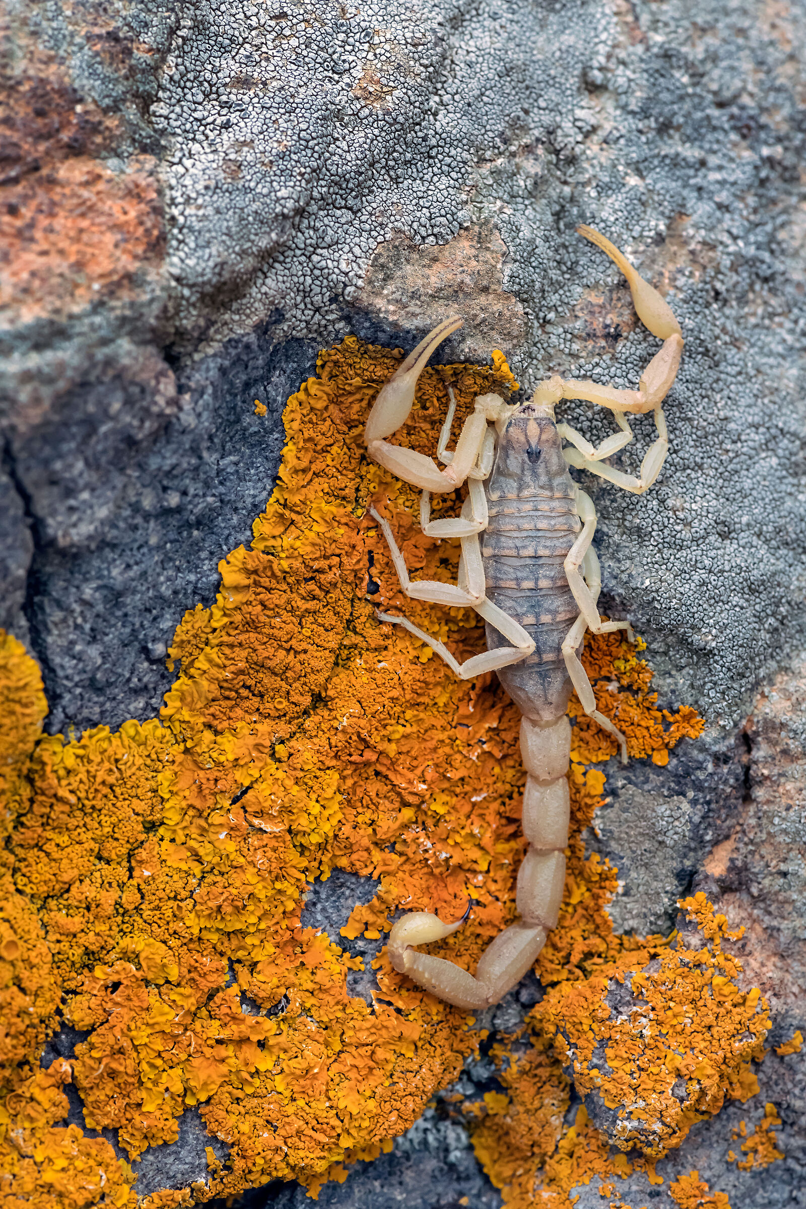 Scorpione Aegeobuthus gibbosus)...