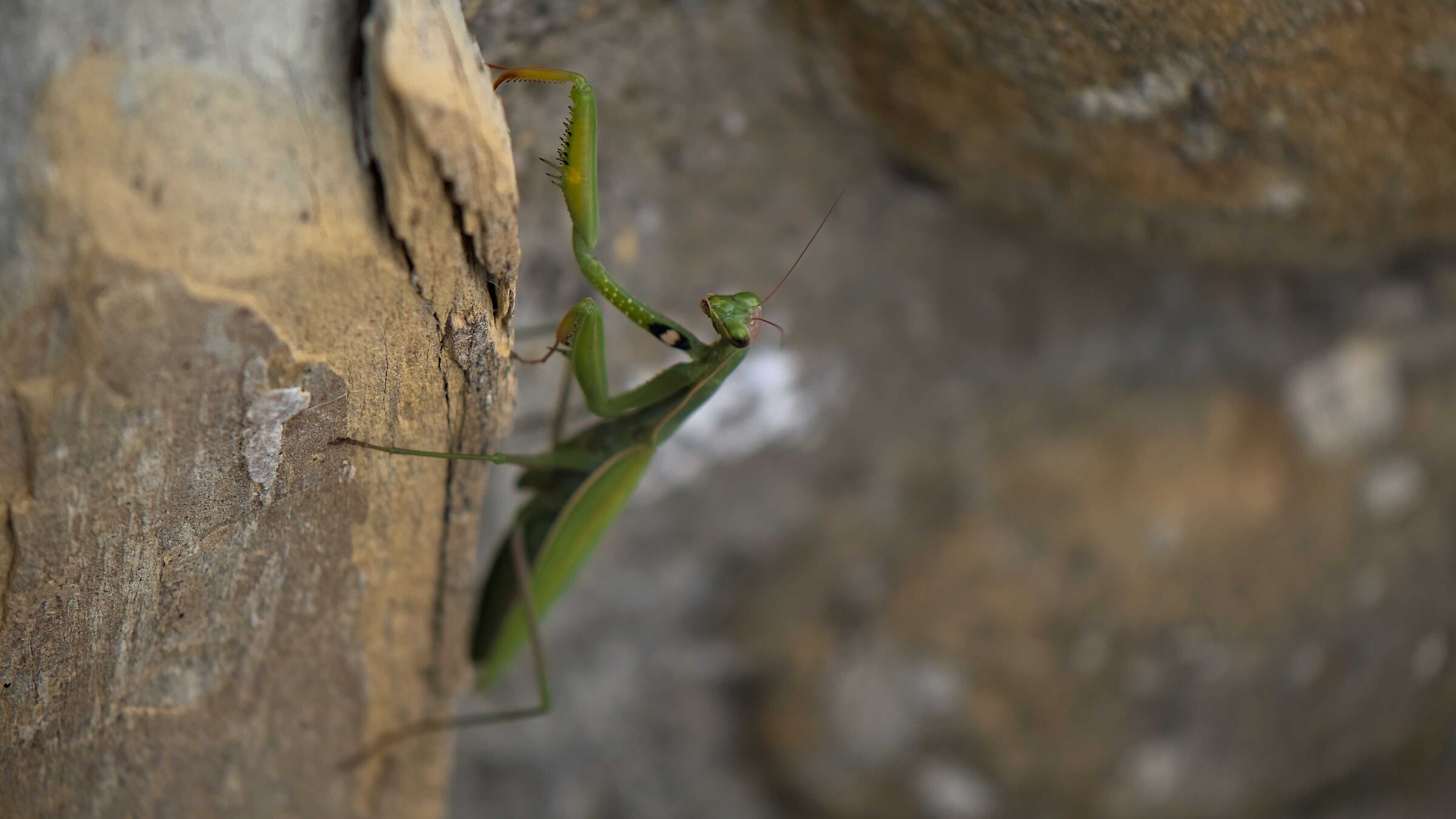 Praying mantis...