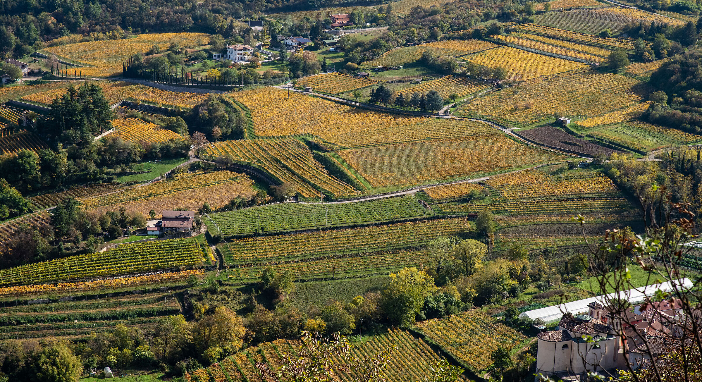 Besagno vineyards in Trentino...