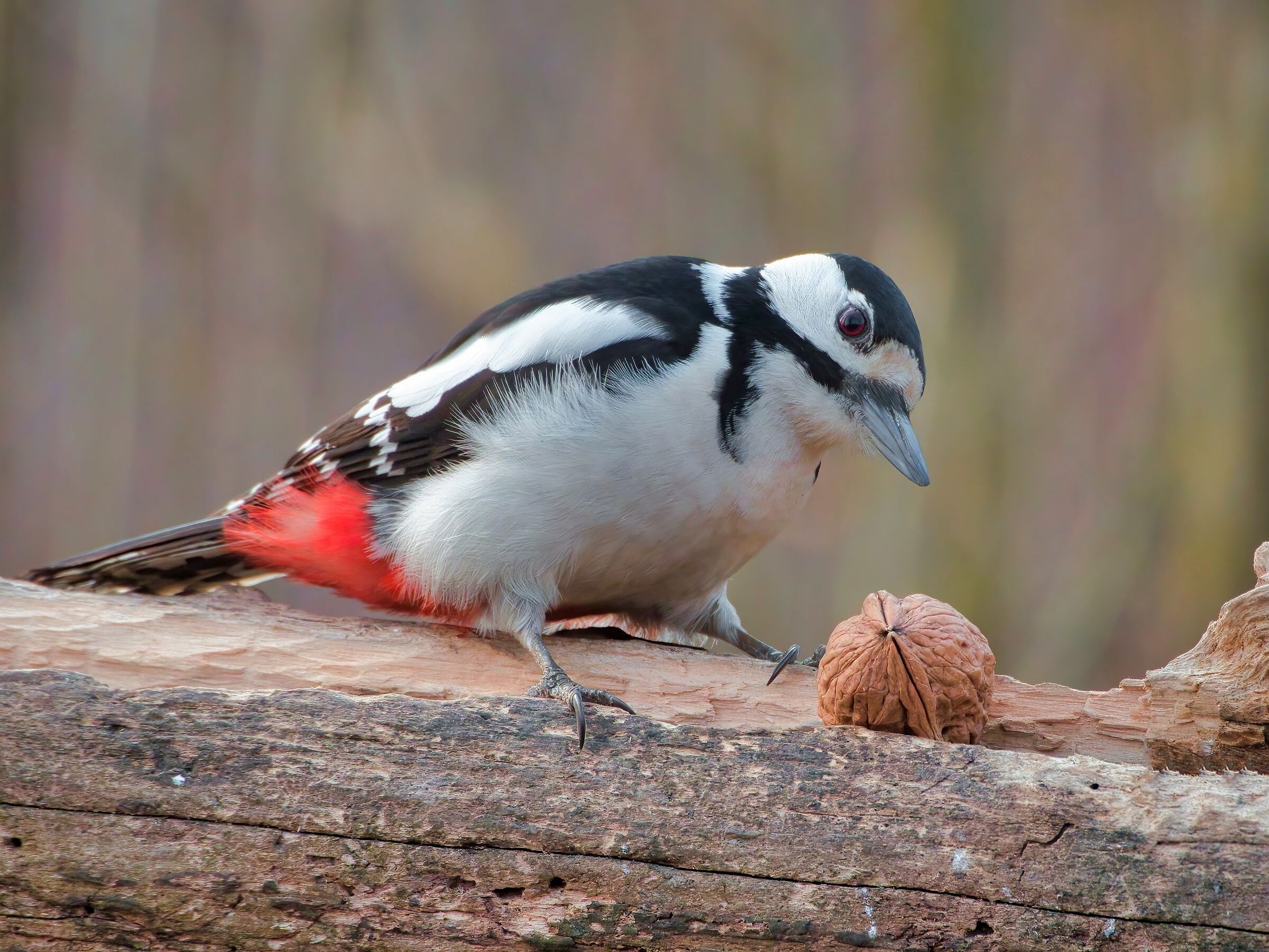 The woodpecker and the walnut...