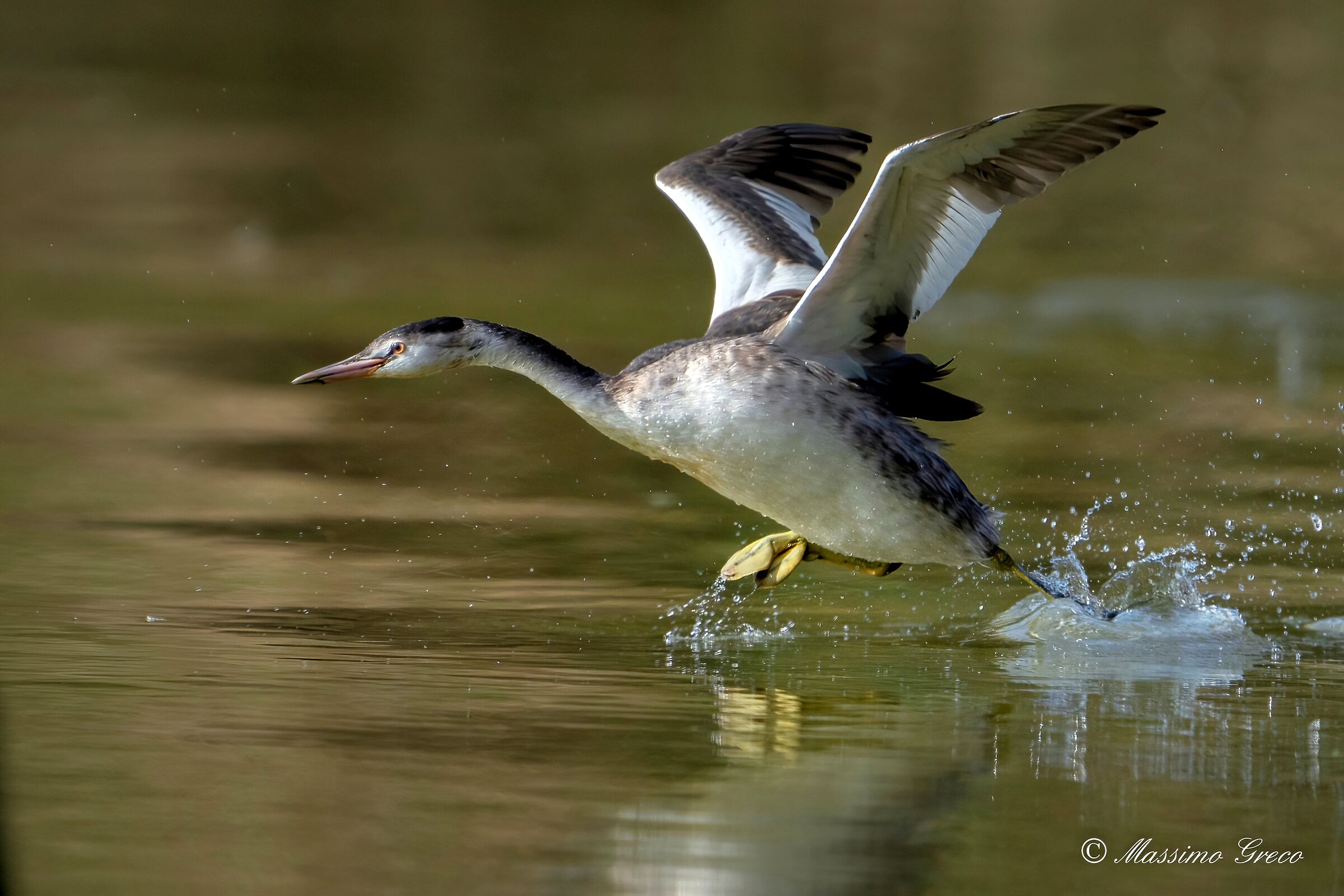 The take-off of the Great Grebe (Podiceps cristatus)...