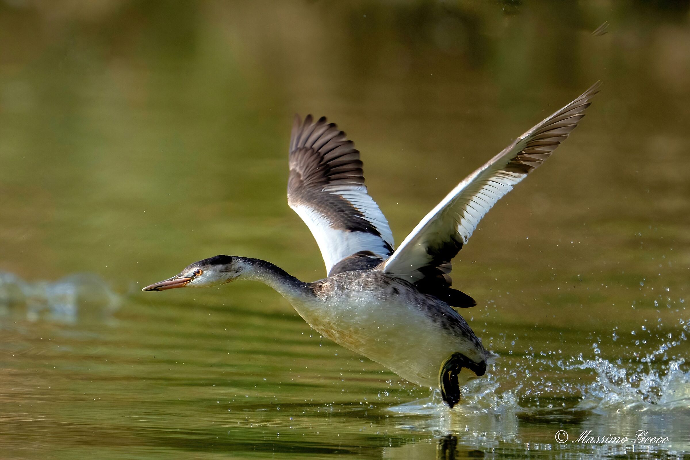 The take-off of the Great Grebe (Podiceps cristatus) ...