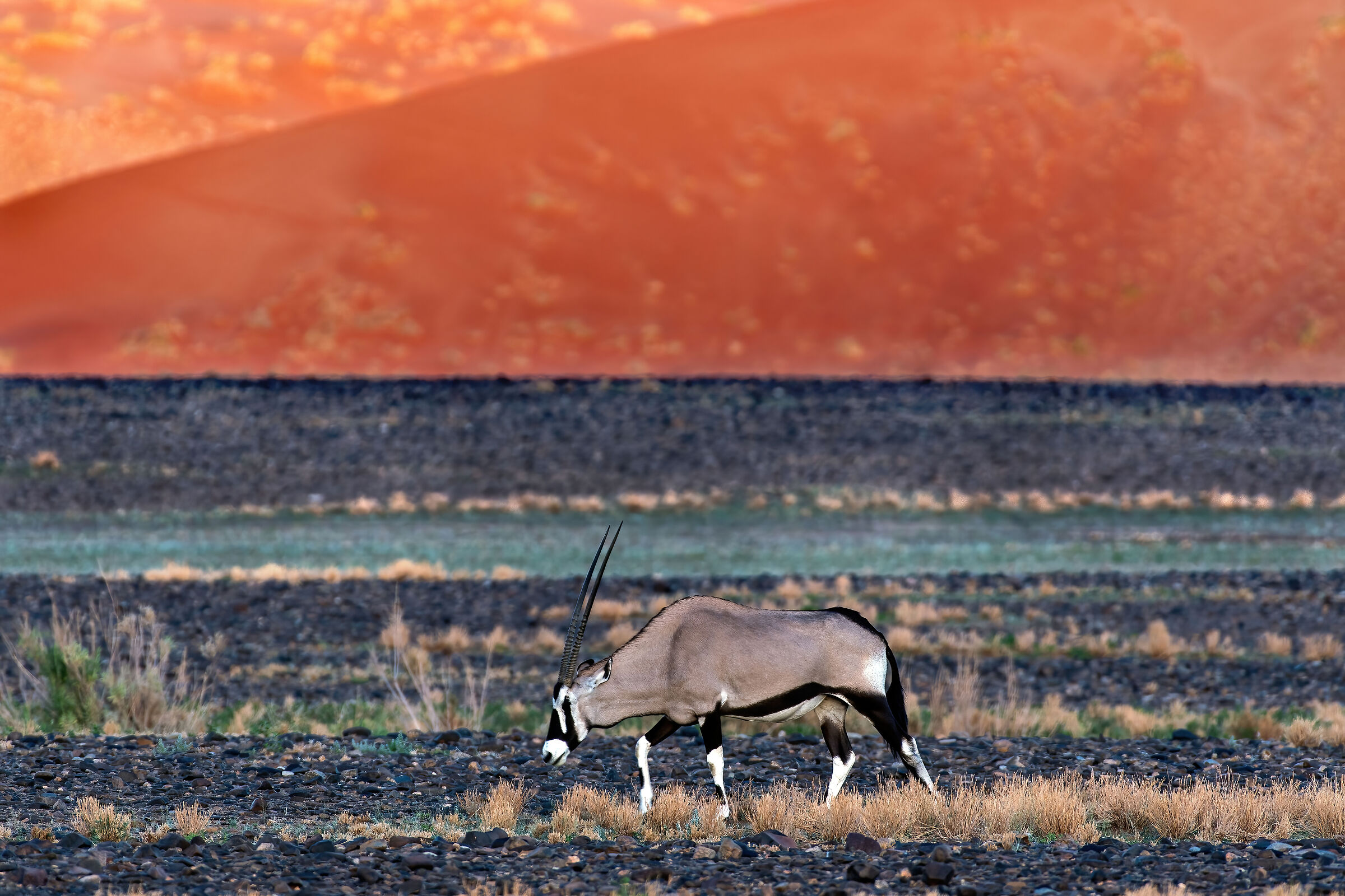 Orice (Oryx gazella)...
