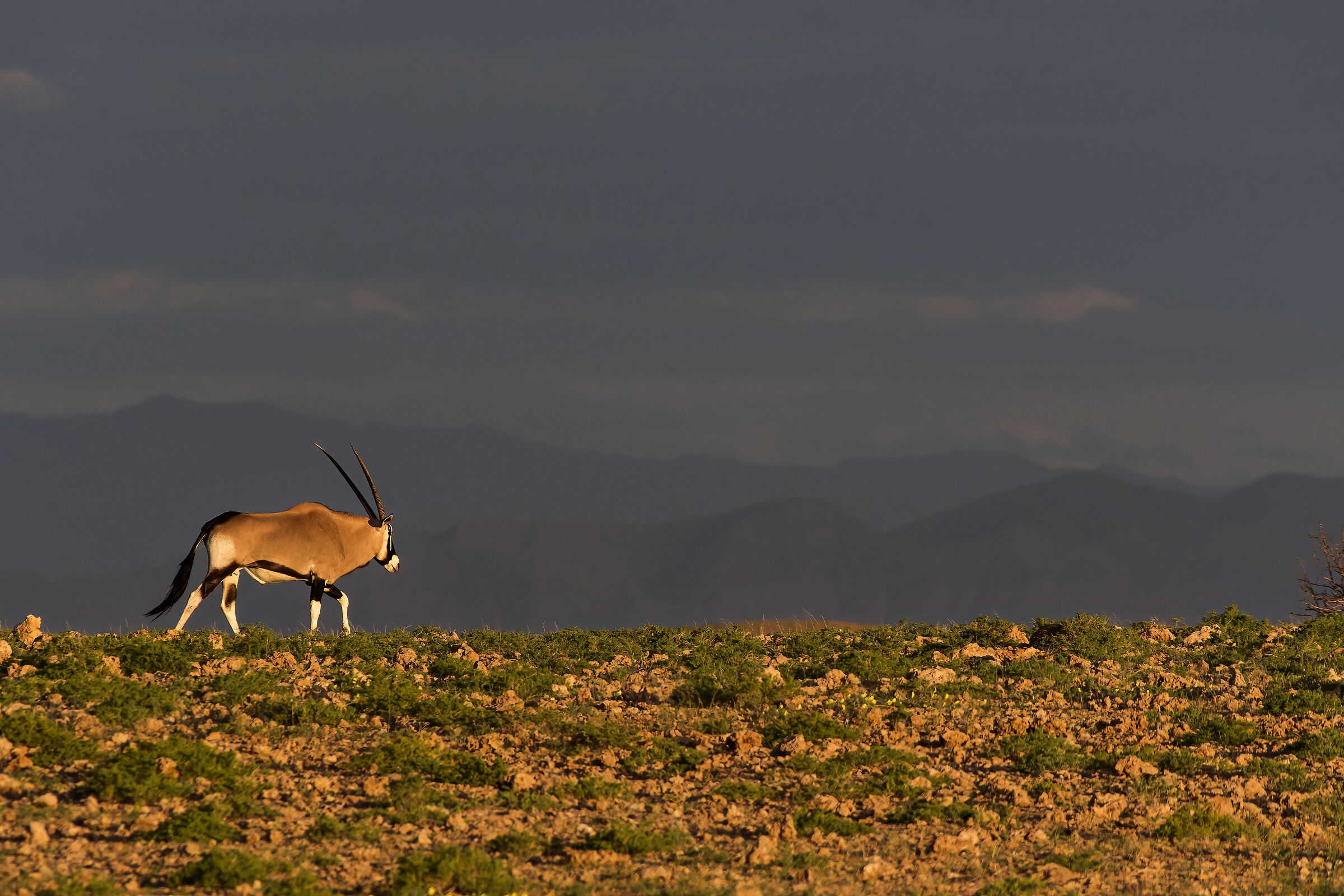 Orice (Oryx gazella)...