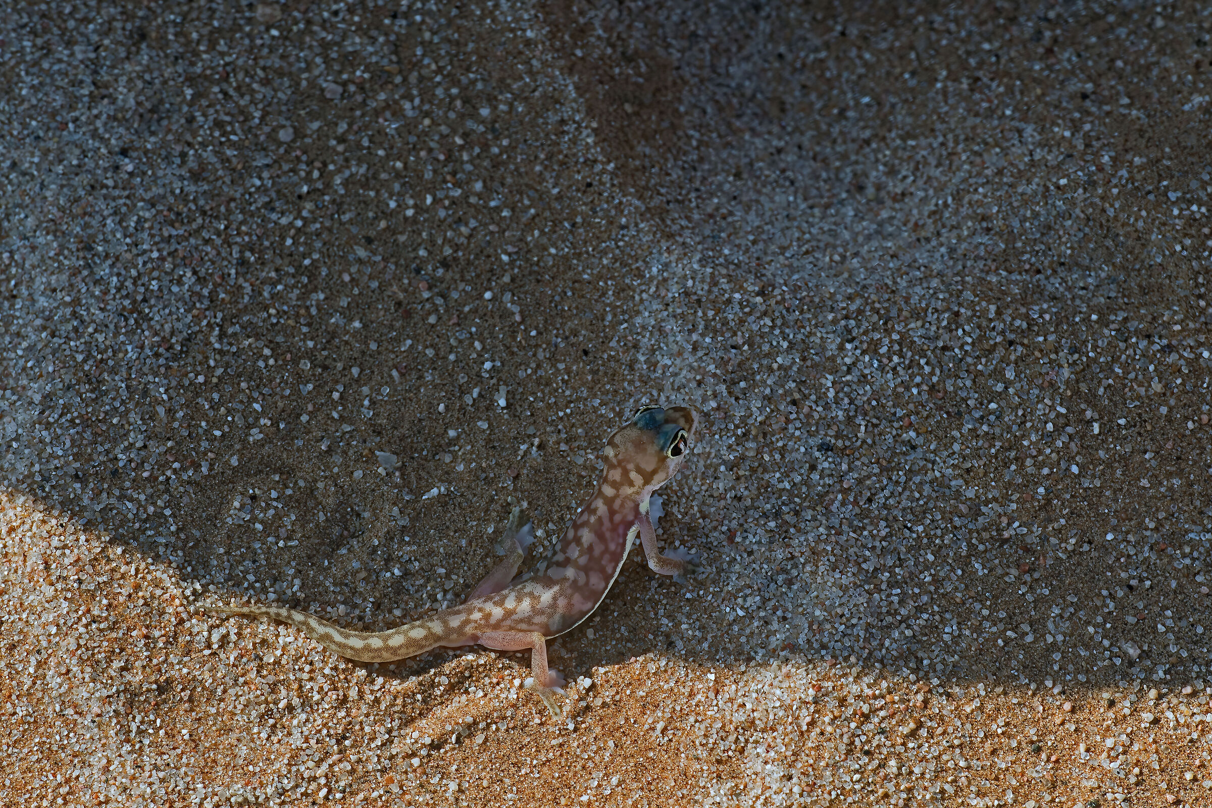 Geco palmato (Pachydactylus rangei)...