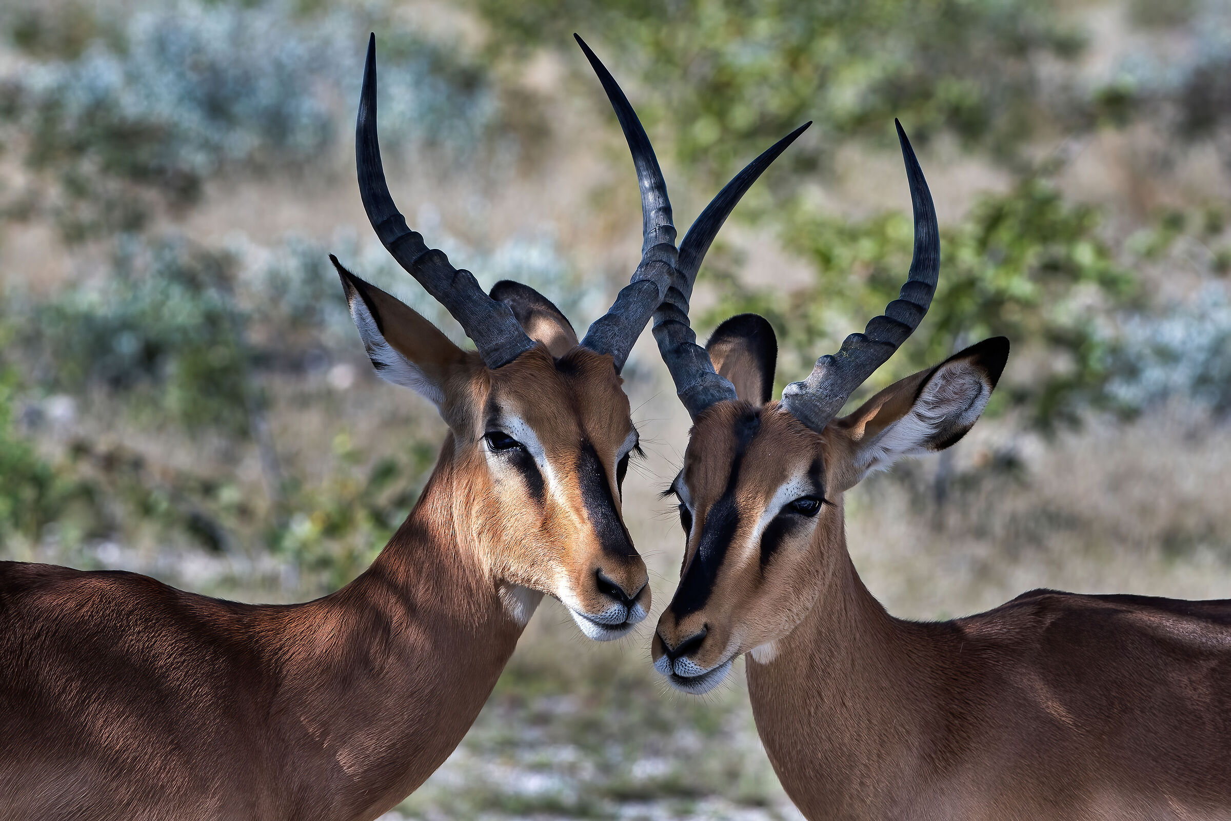 Impala (Aepyceros melampus)...