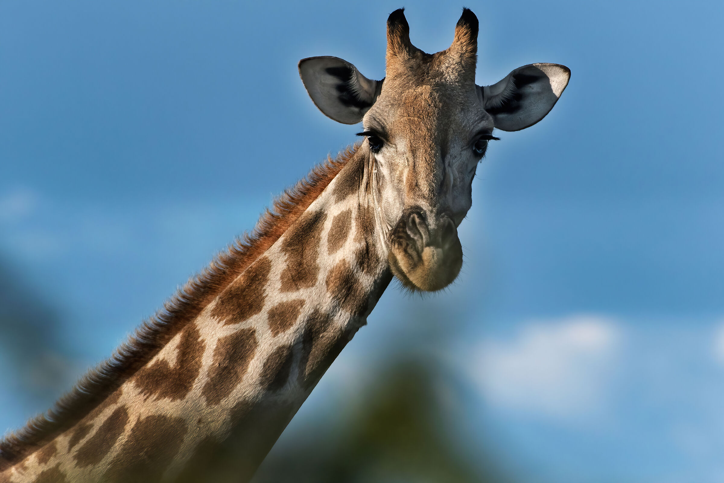Giraffa sudafricana (Giraffa giraffa giraffa)...