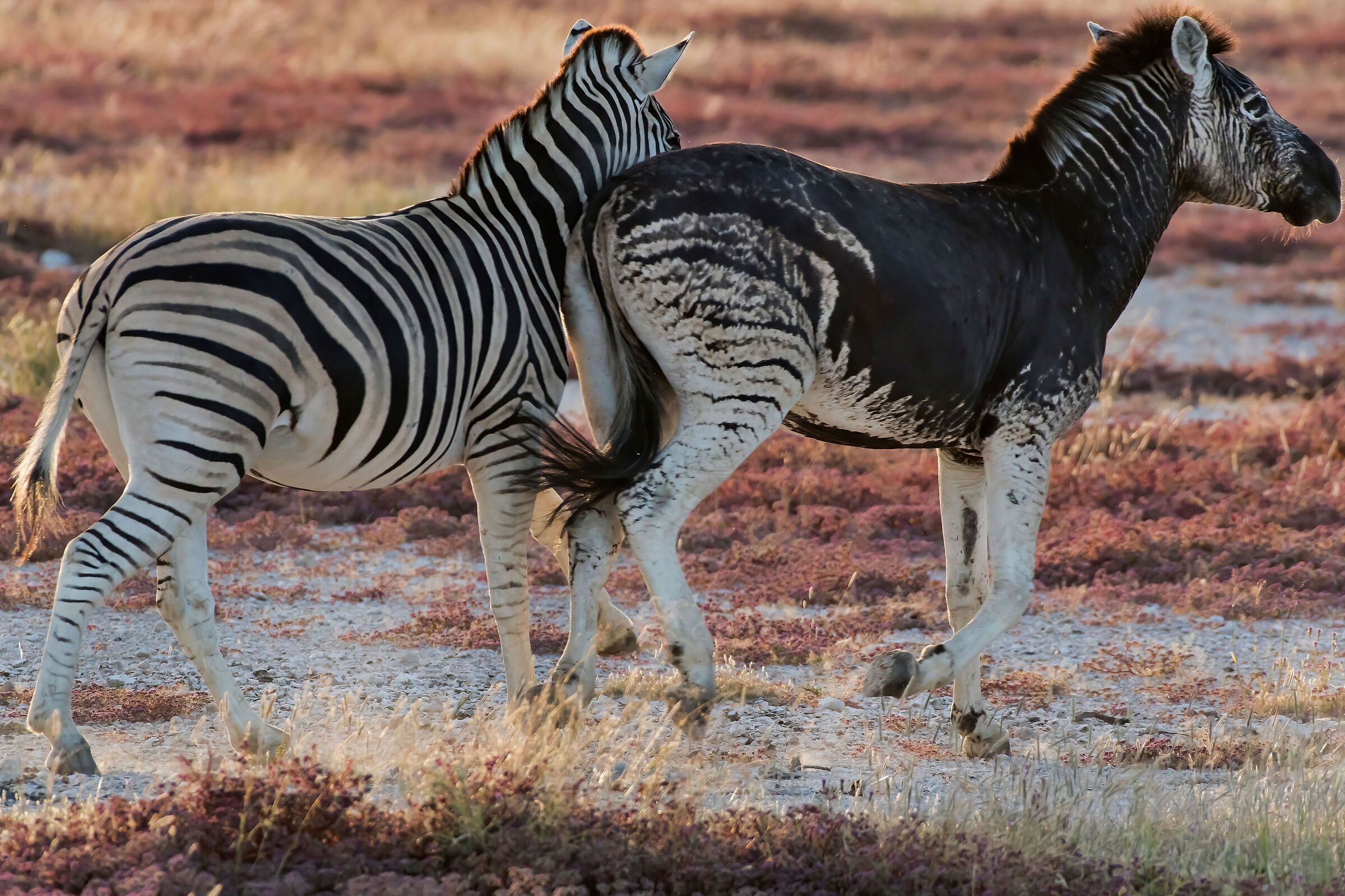Zebre (Equus quagga burchellii)...