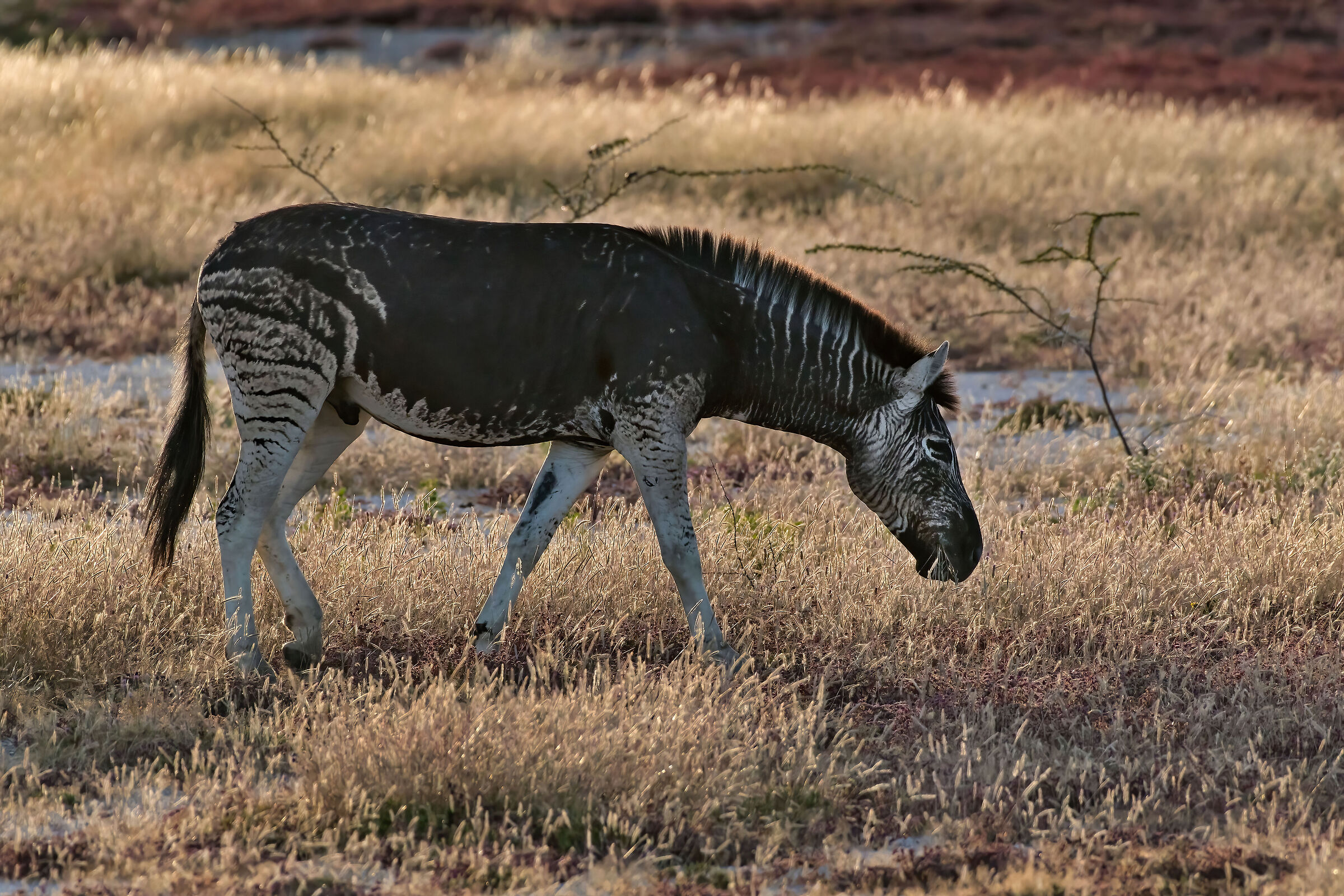 Zebra melanica (Equus quagga burchellii)...