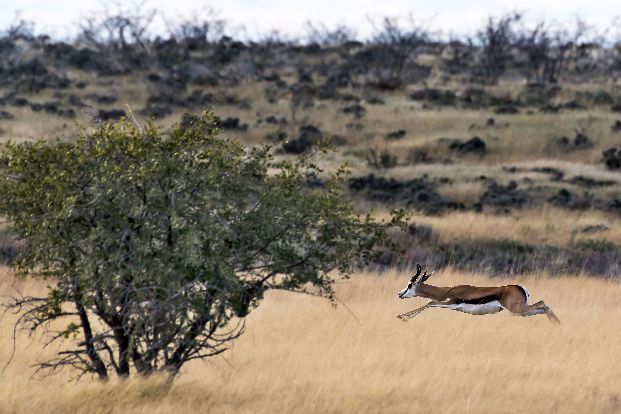 Springbok (Antidorcas marsupialis)...