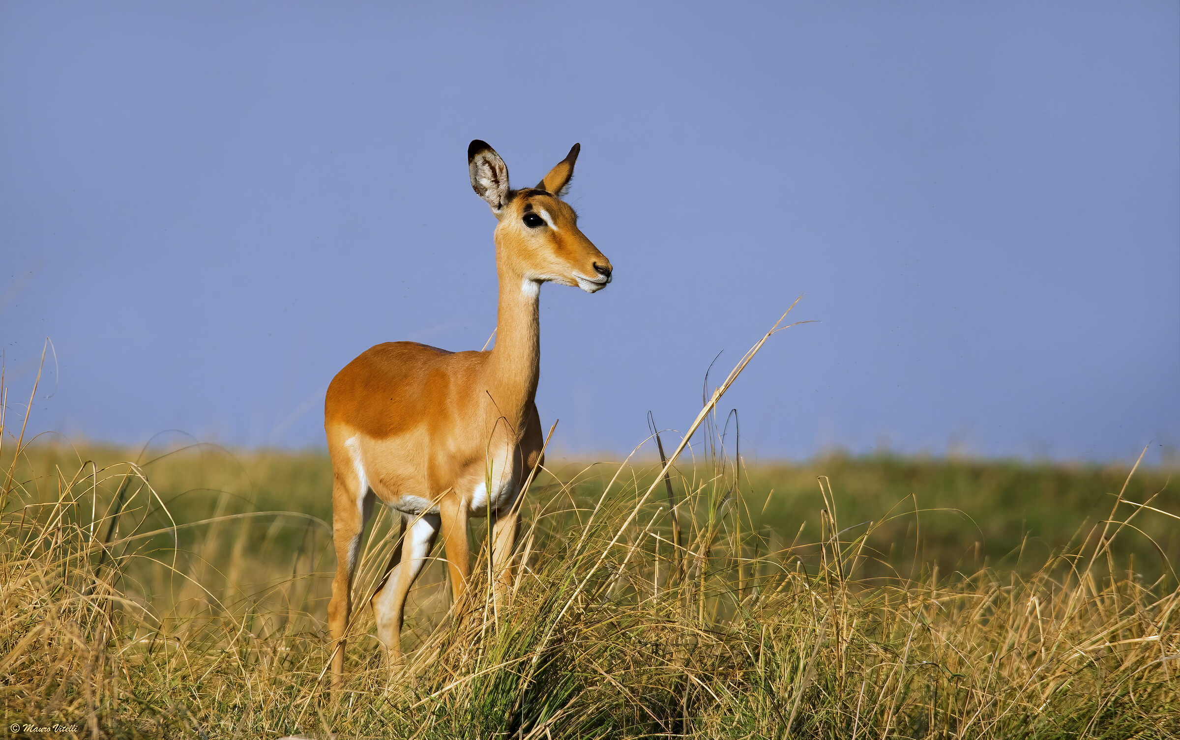 Impala femmina (Zambia)...