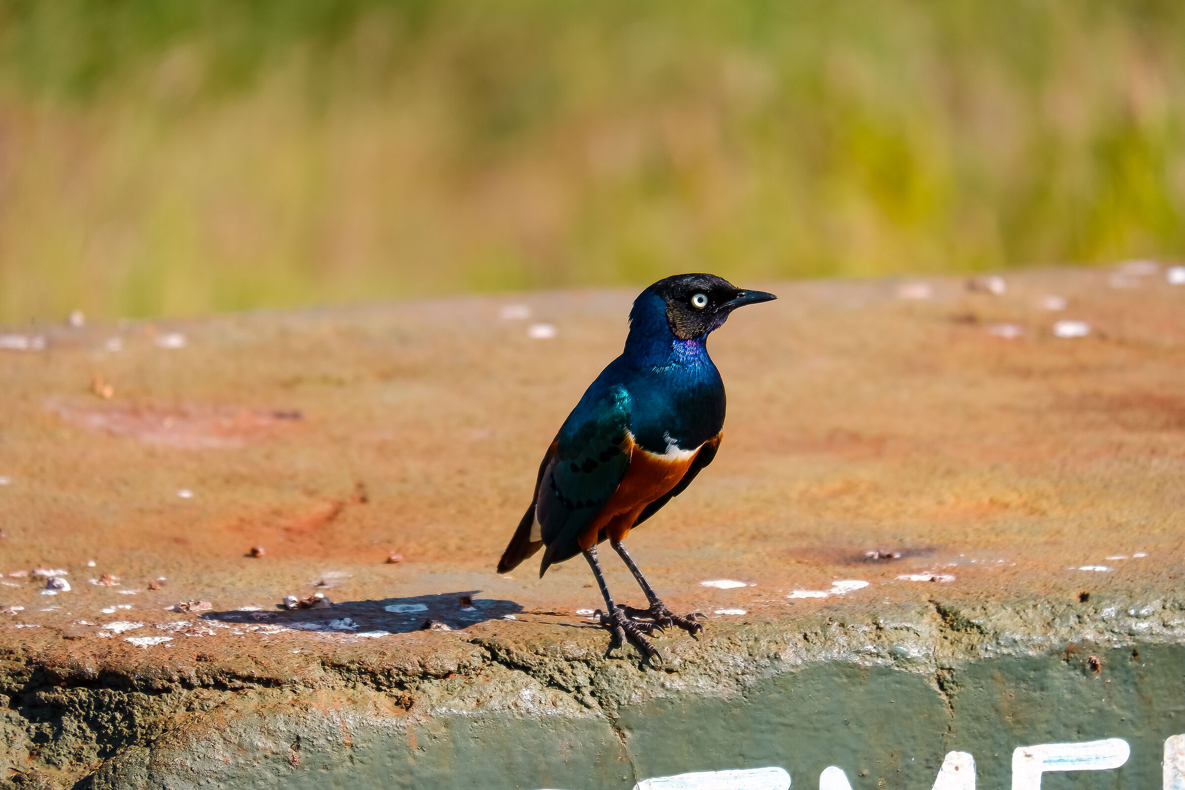 The superb starling ...