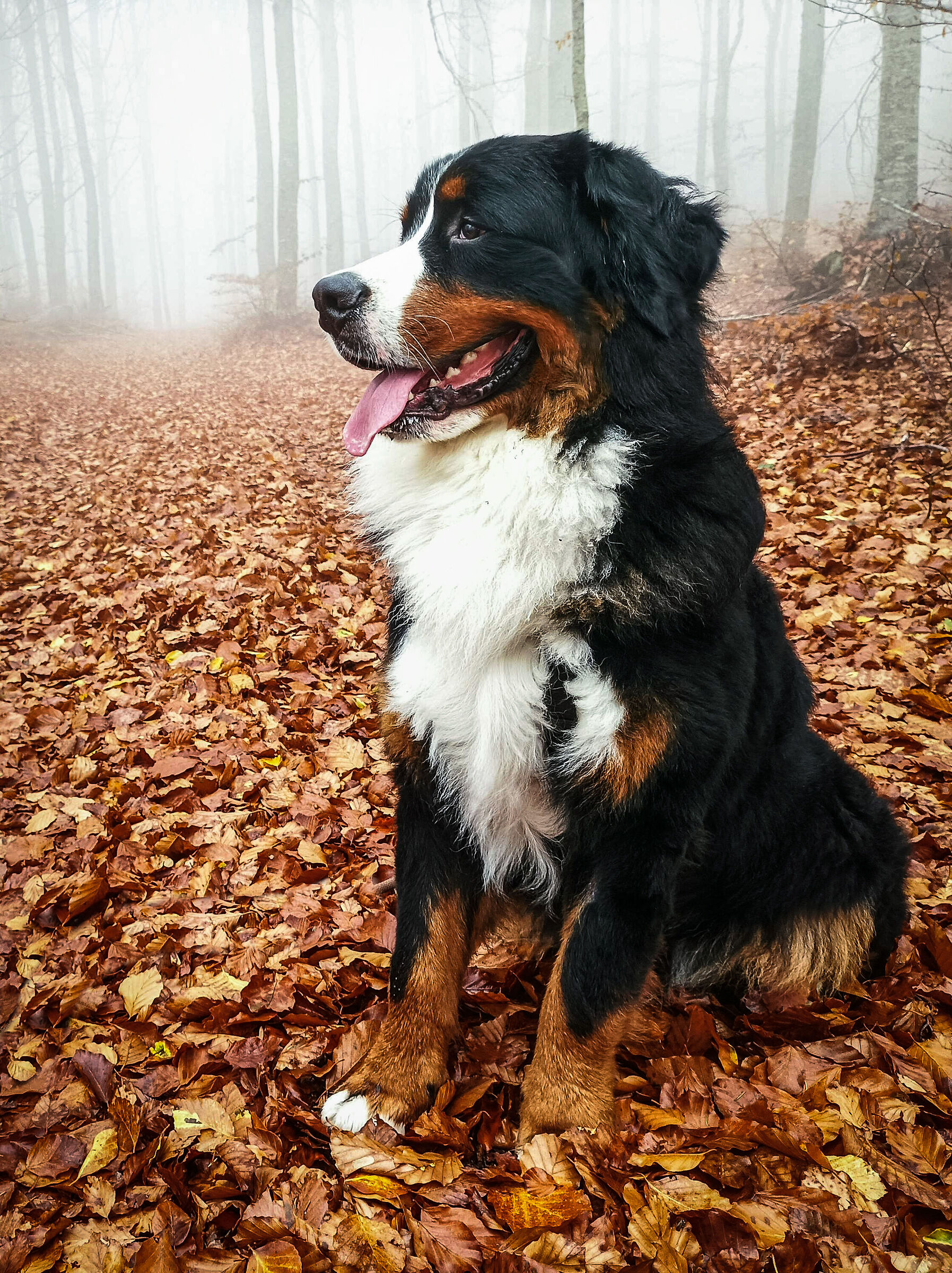 Mountain Dog in the fog...