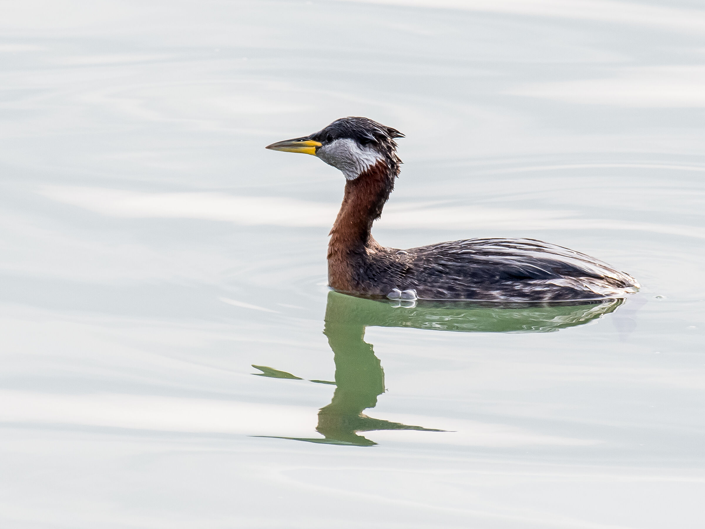 Red Neck Grebe in Summer Livery...