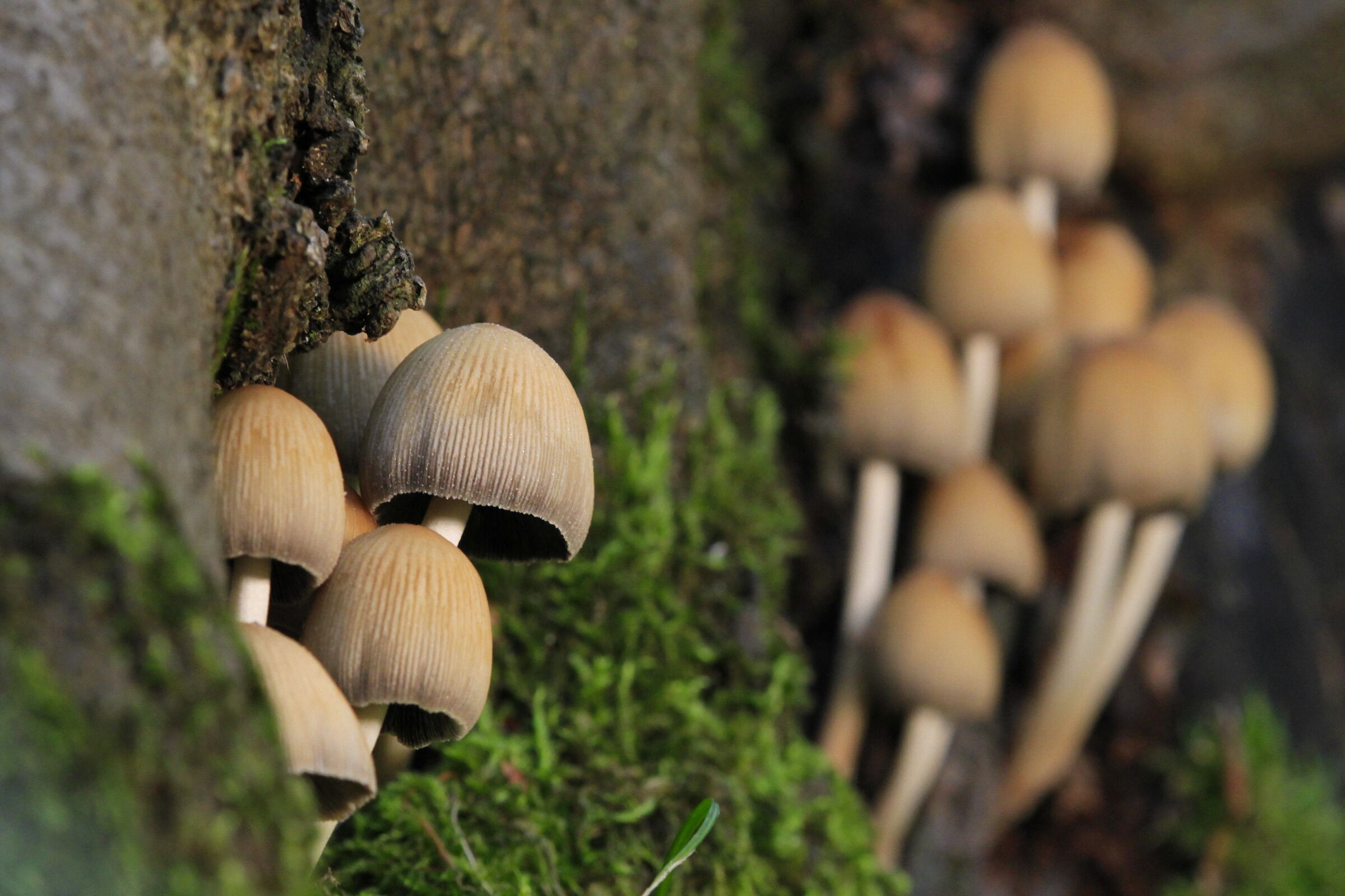 Cheerful mushroom families...