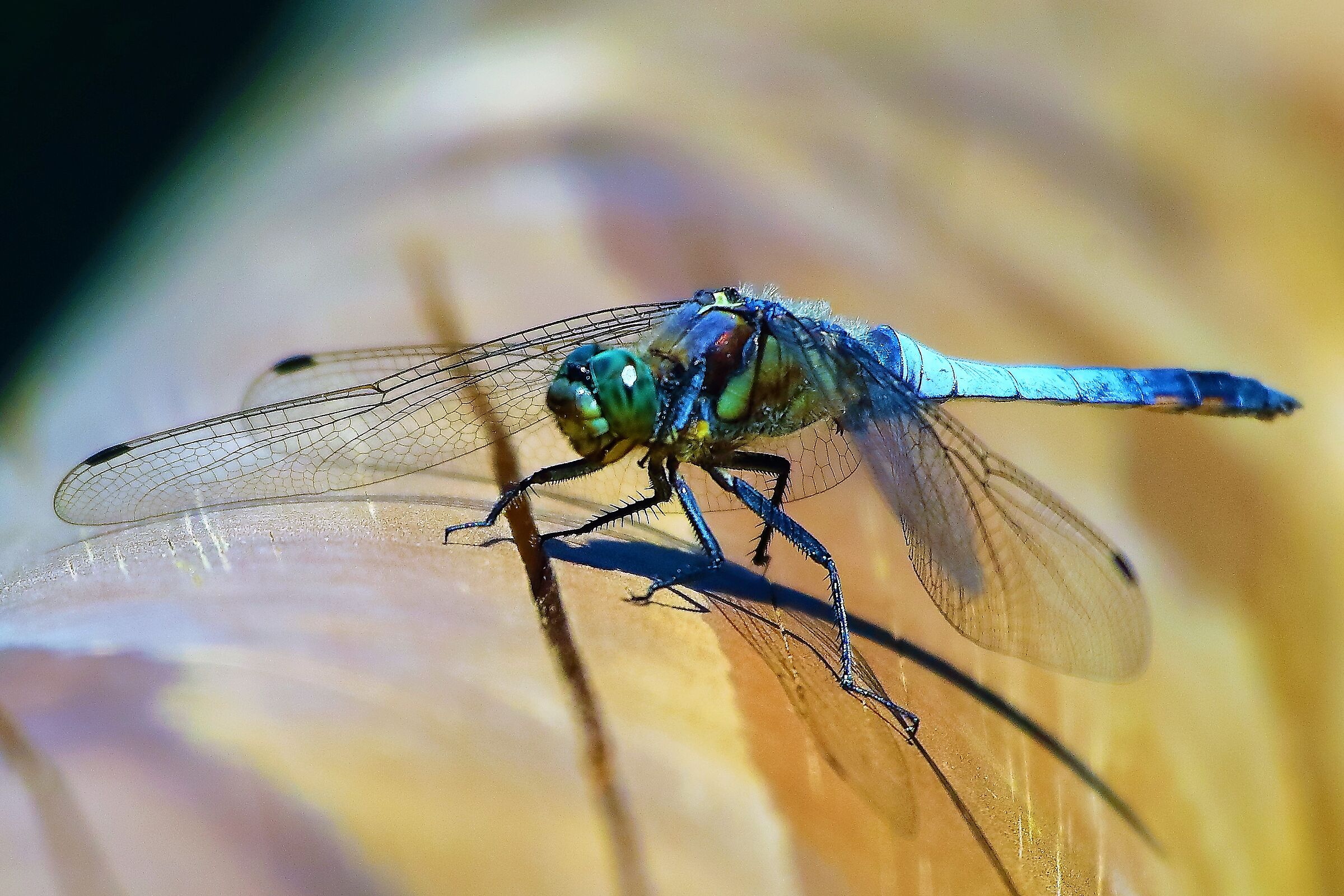 dragonfly 01-08-2022...