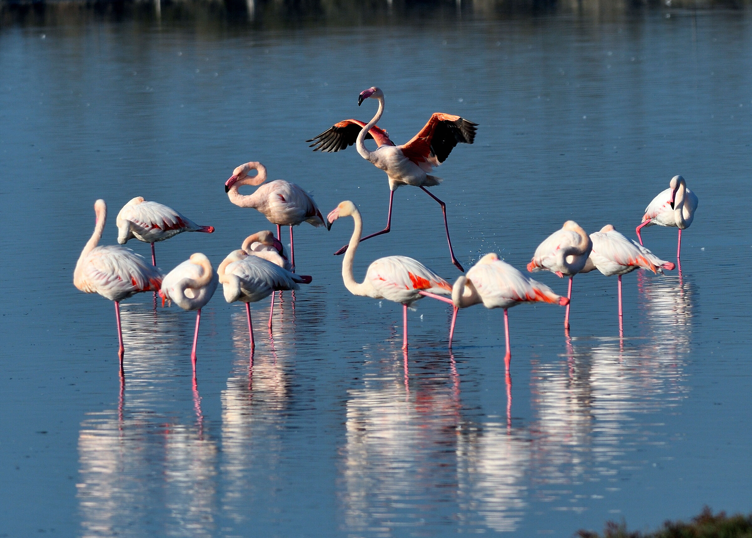 The dance of the flamingo...