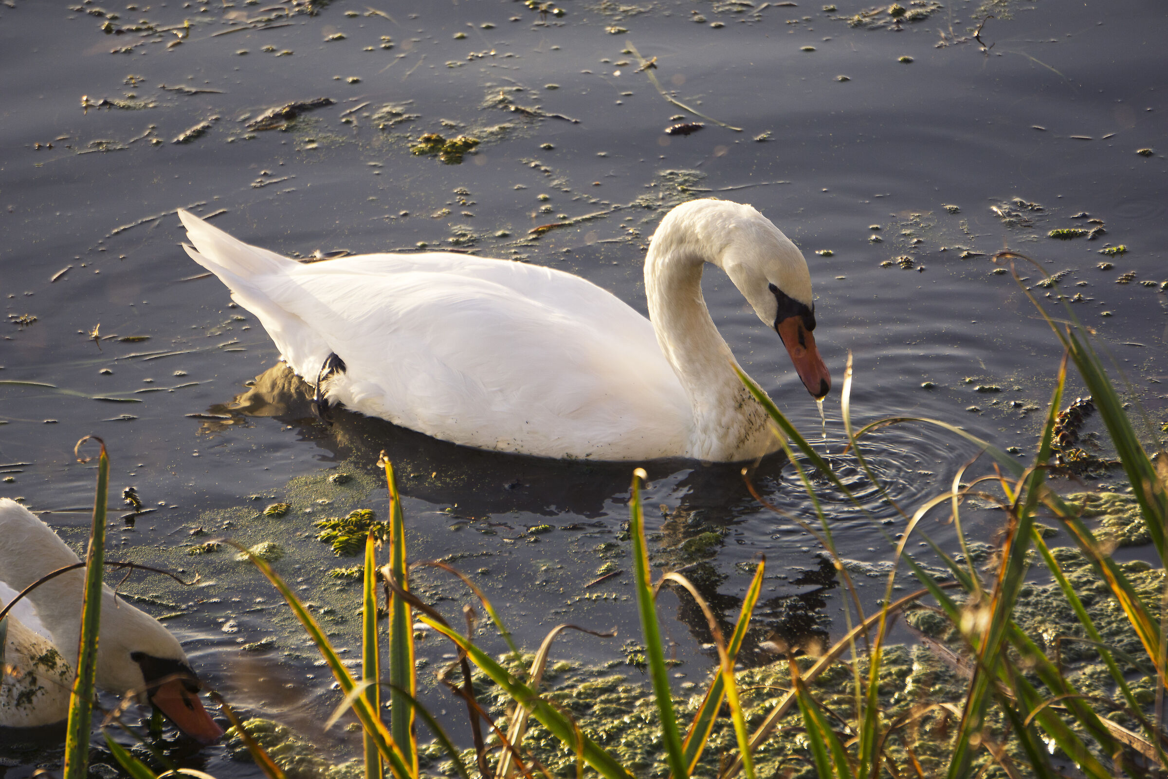 The swan feeds among the reeds...