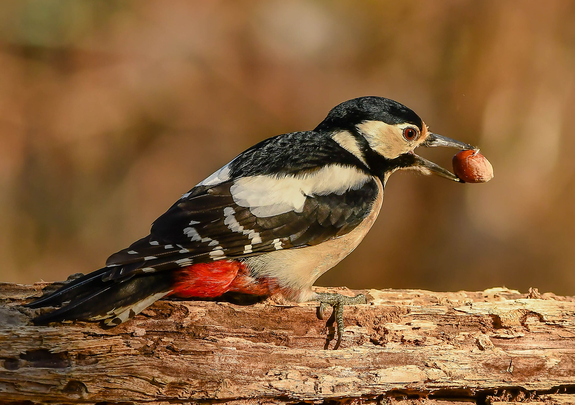 Greater spotted woodpecker (F)...