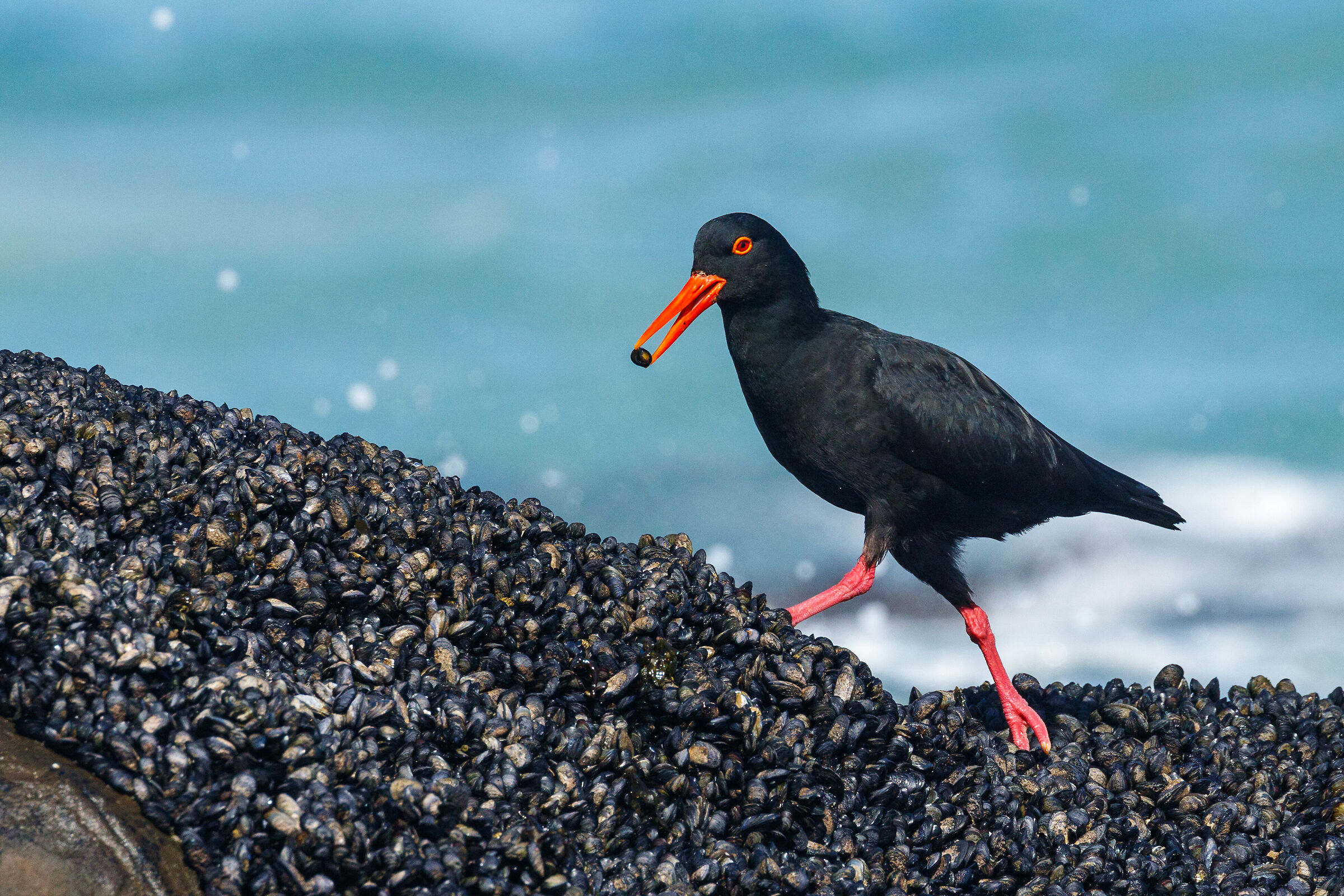 Oyster Catcher with food (2022)...