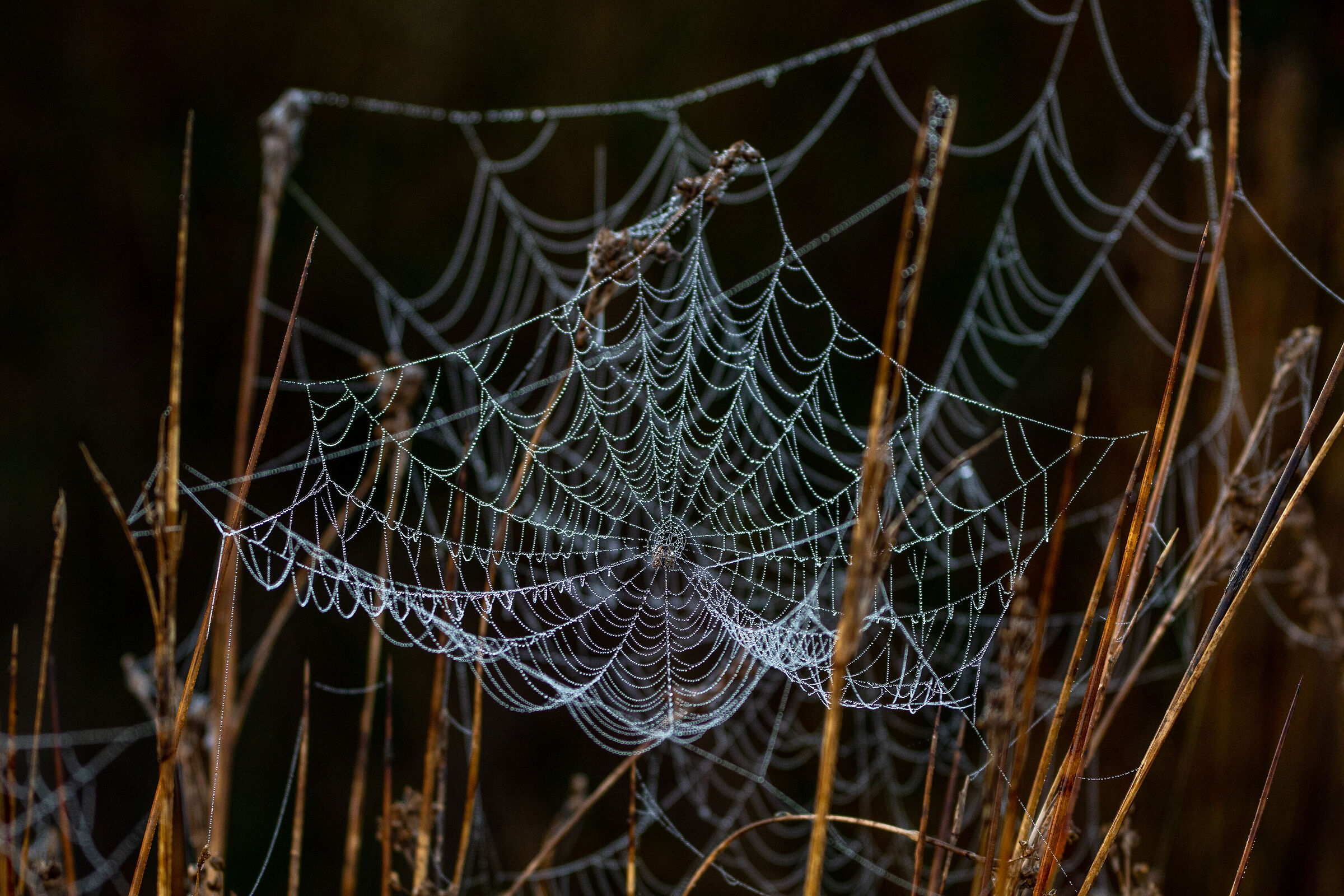 spider web in the morning...